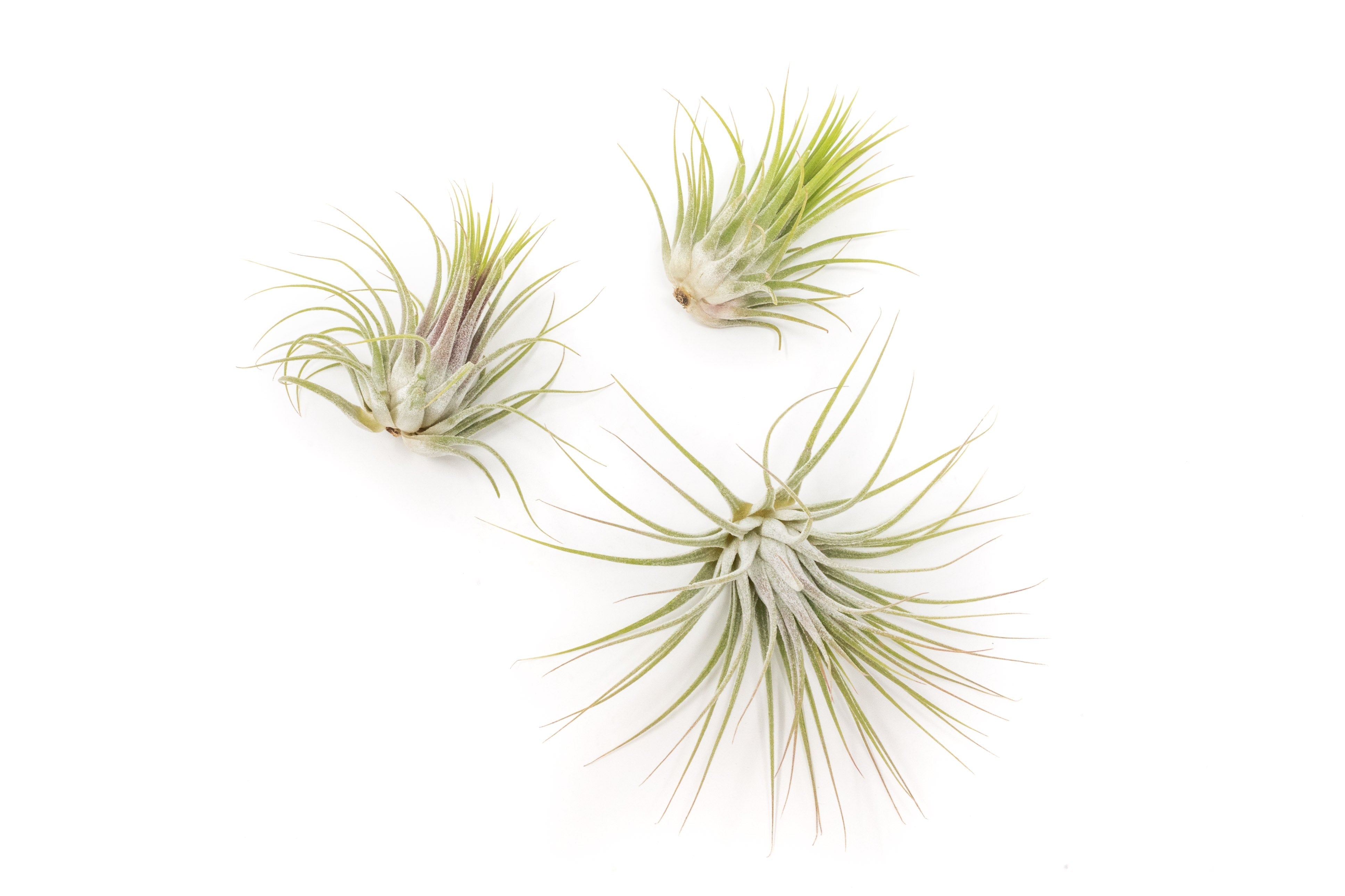 Large Tillandsia Ionantha Guatemala Air Plants-airplant-The Succulent Source