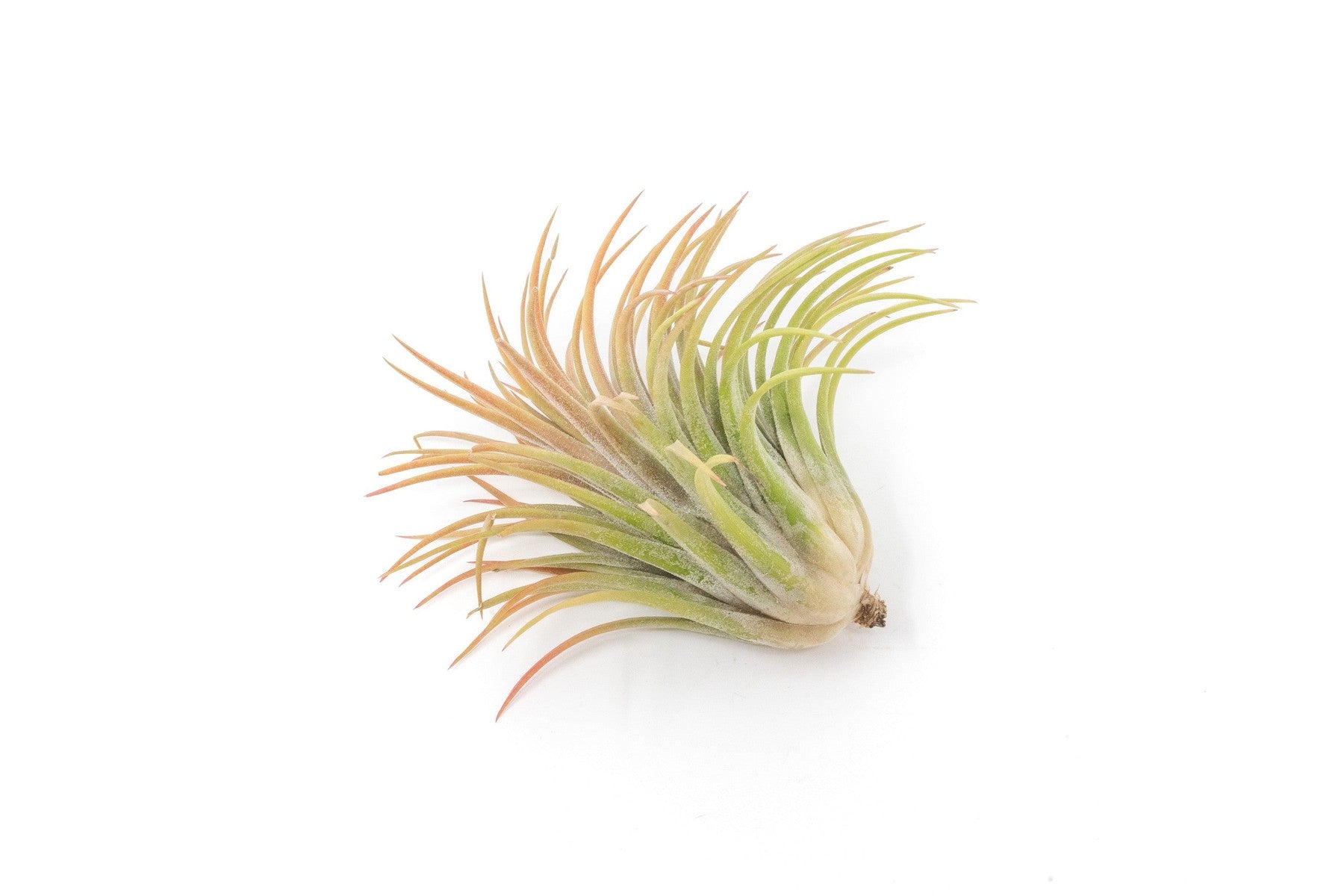 Large Tillandsia Ionantha Rubra Air Plants-airplant-The Succulent Source