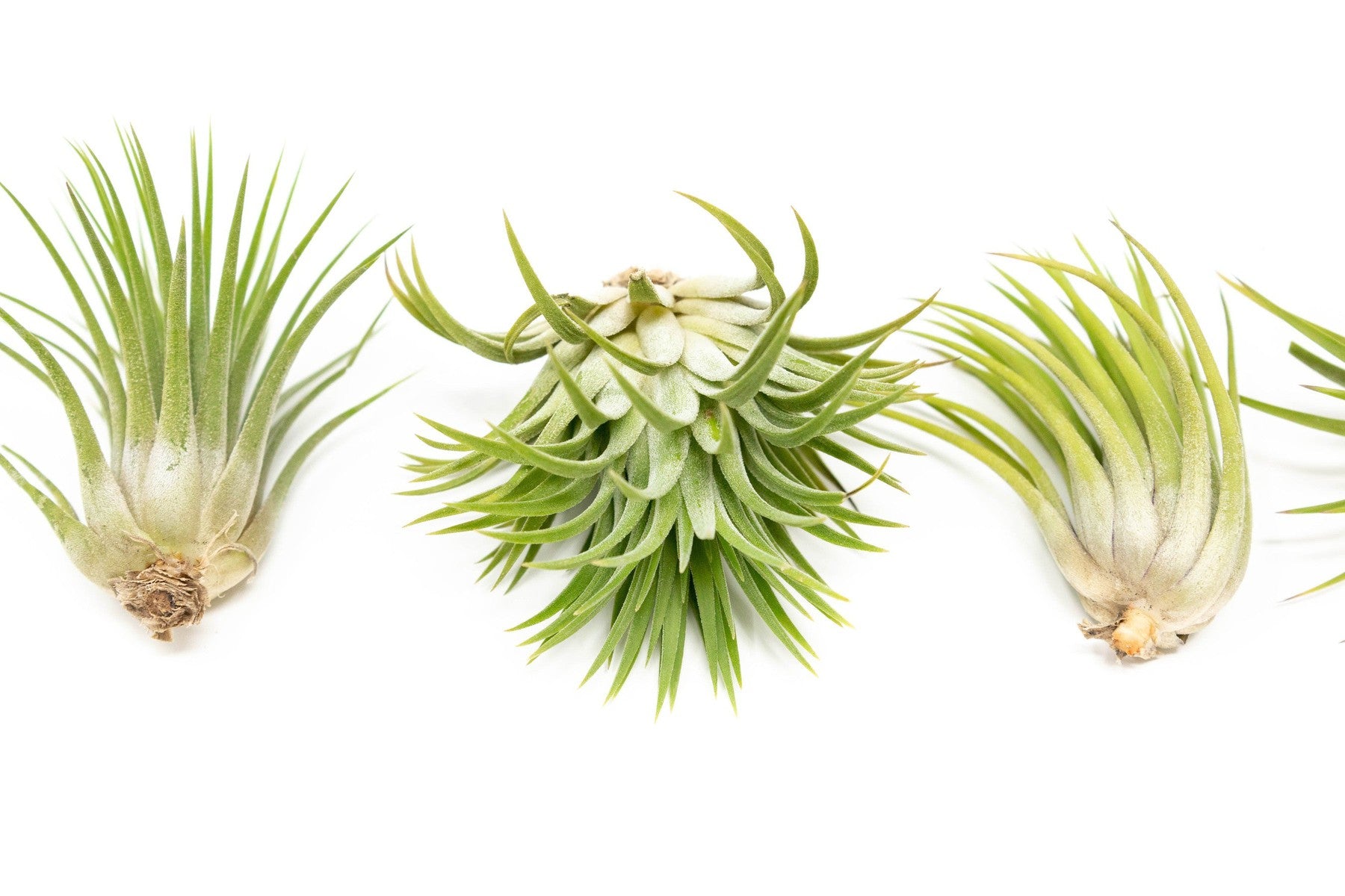 Large Tillandsia Ionantha Rubra Air Plants-airplant-The Succulent Source