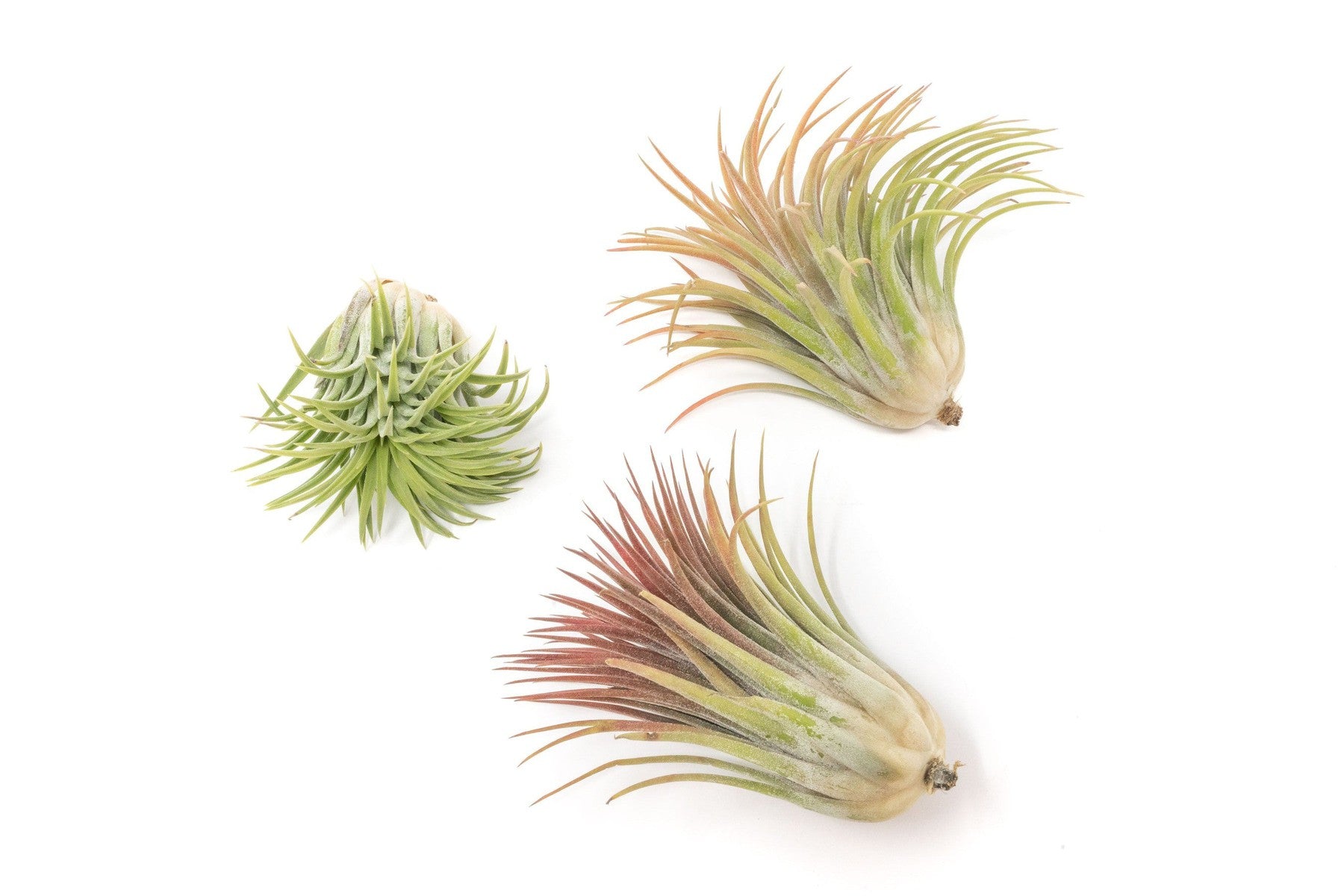 Large Tillandsia Ionantha Rubra Air Plants-airplant-The Succulent Source