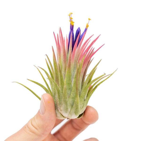 Large-Tillandsia-Ionantha- Large-Tillandsia-Ionantha-