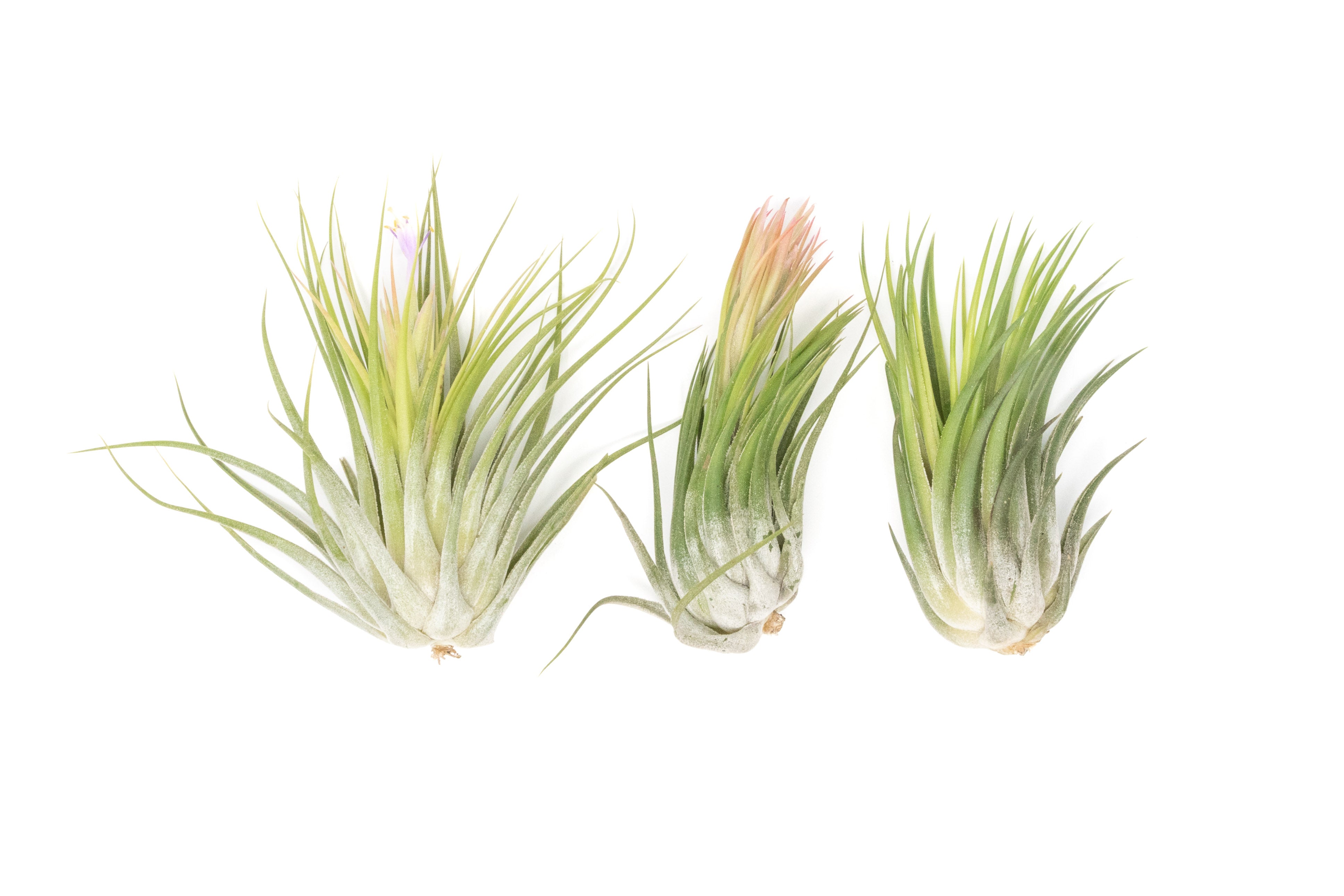 Large Tillandsia Ionantha Scaposa-airplant-The Succulent Source