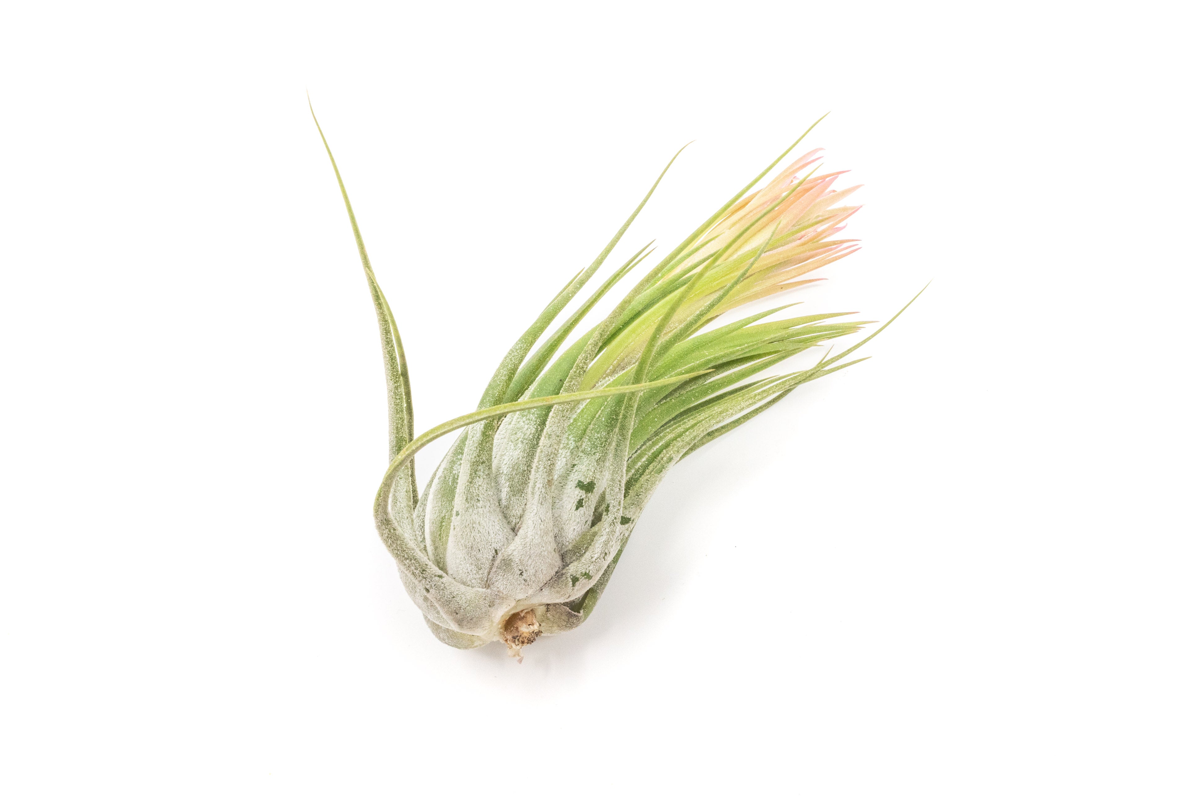 Large Tillandsia Ionantha Scaposa-airplant-The Succulent Source