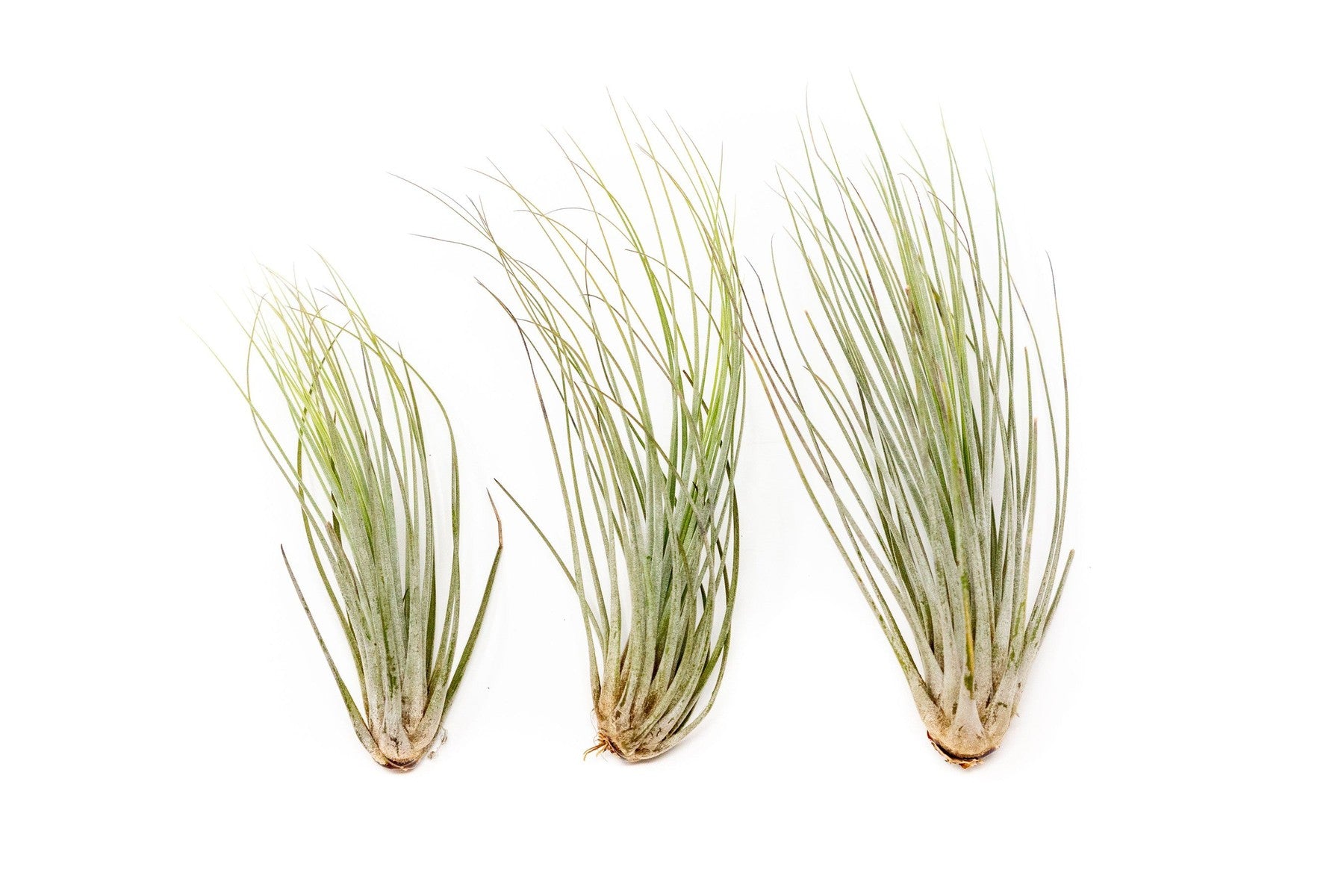 Large Tillandsia Juncea Air Plants / 8-12 Inch Plants-airplant-The Succulent Source