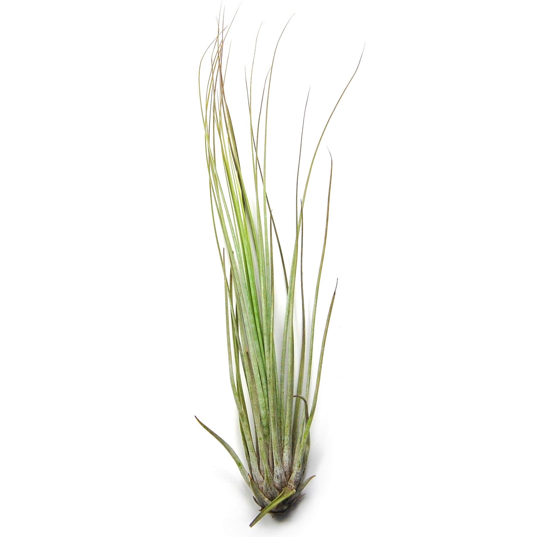 Large Tillandsia Juncifolia Air Plants / 8-12 Inch Plants-airplant-The Succulent Source