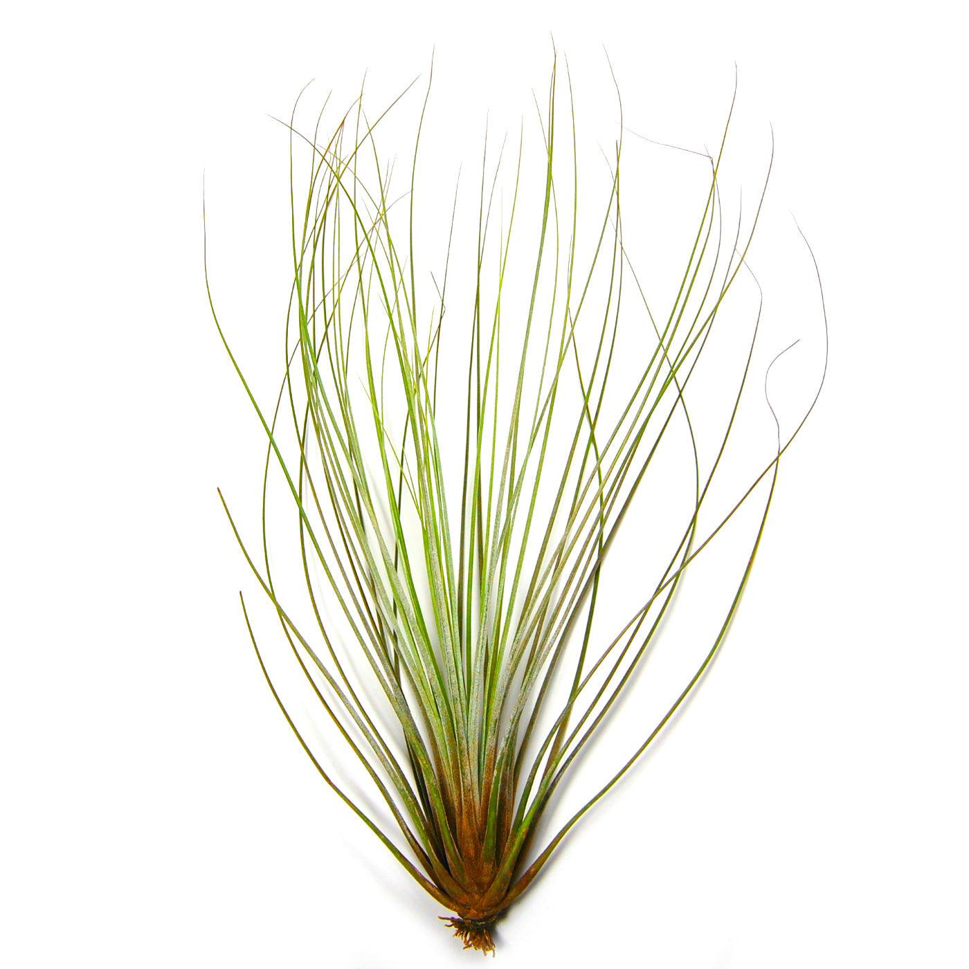 Large Tillandsia Juncifolia Air Plants / 8-12 Inch Plants-airplant-The Succulent Source