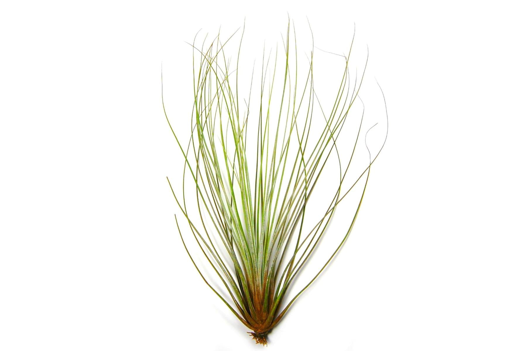 Large Tillandsia Juncifolia Air Plants / 8-12 Inch Plants-airplant-The Succulent Source