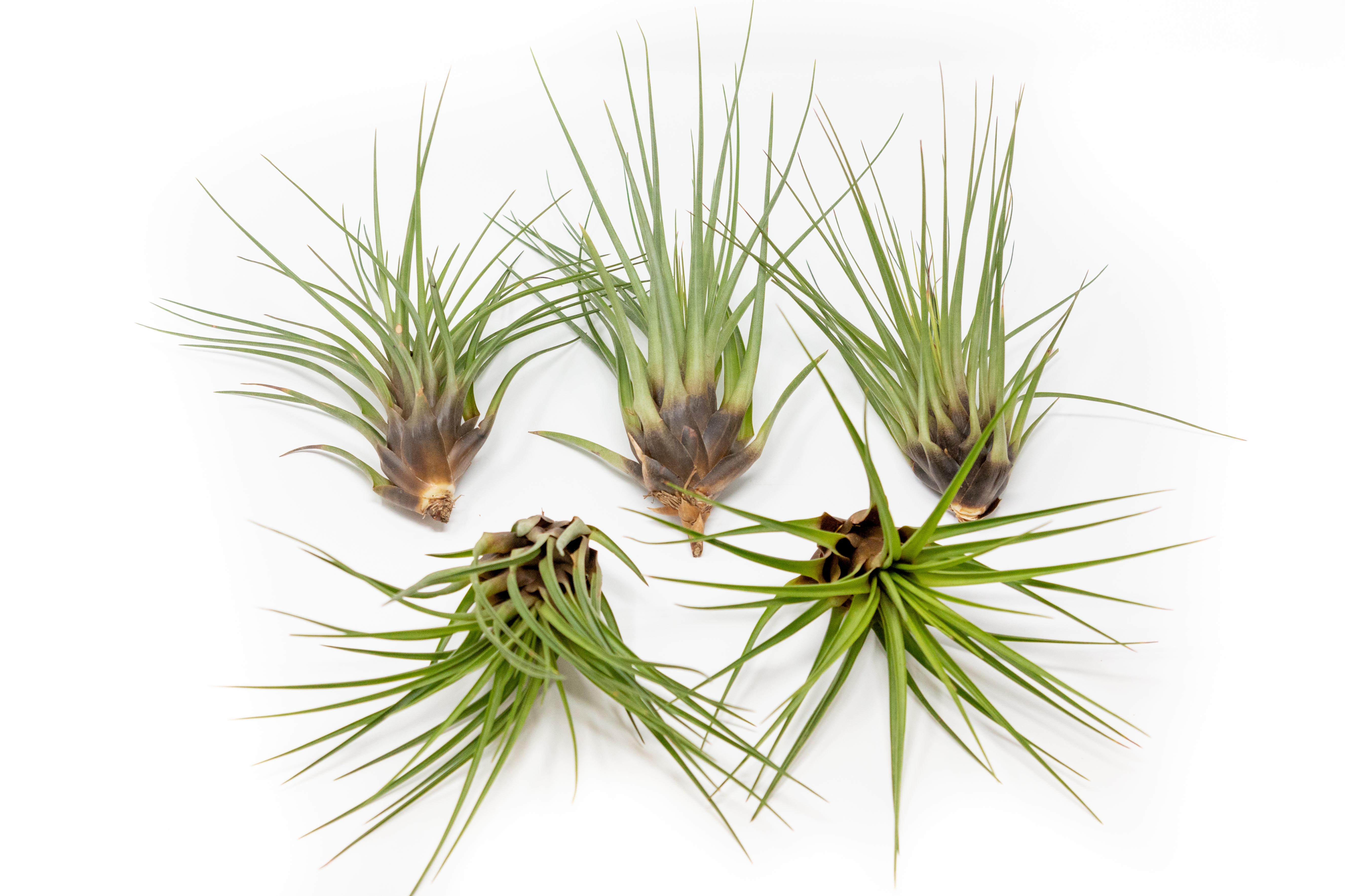 Large Tillandsia Melanocrater Tricolor Air Plants / 6-8 Inch Plants-airplant-The Succulent Source