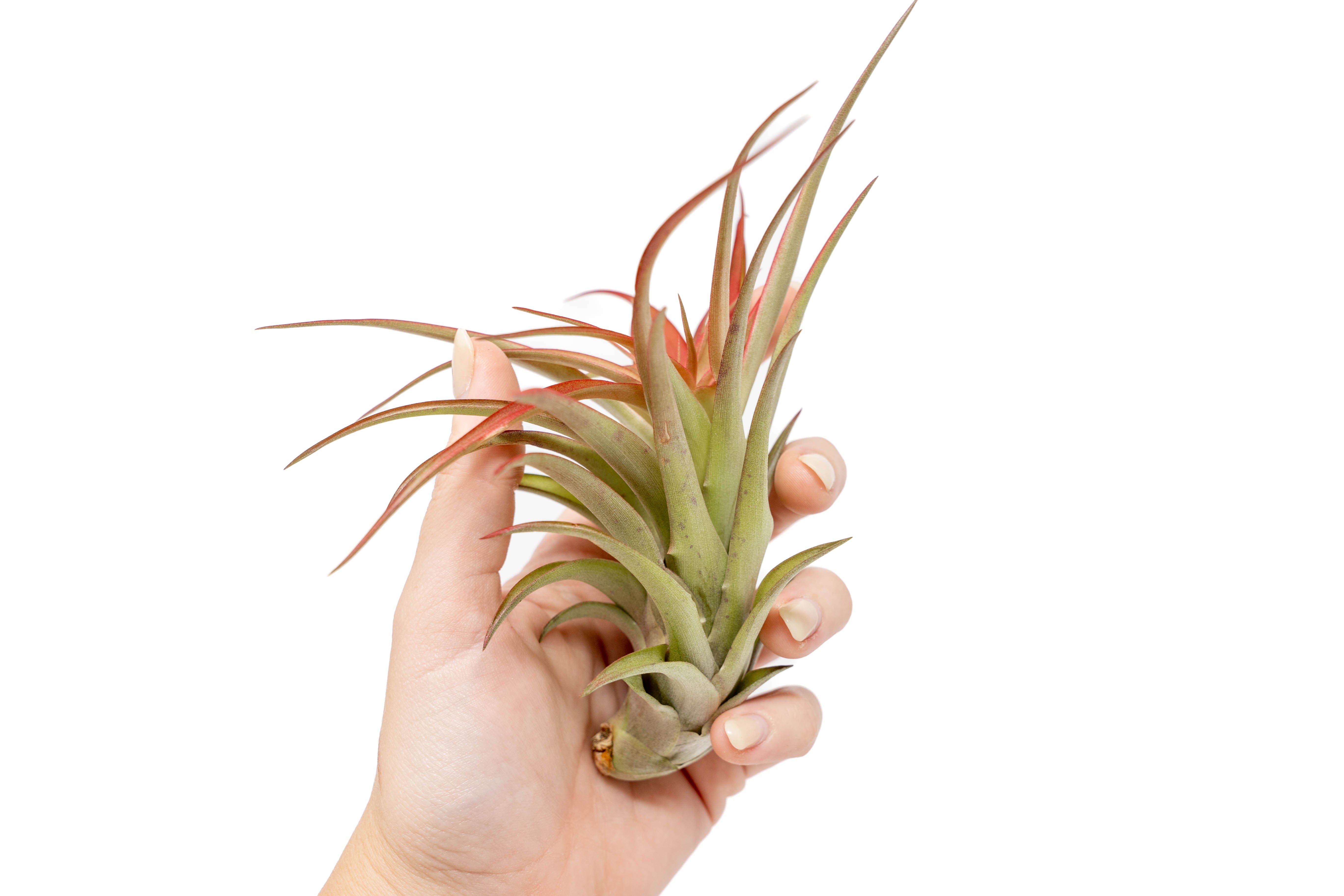 Large Tillandsia Red Abdita Air Plants / 5-6 Inch Plants-wholesale-The Succulent Source