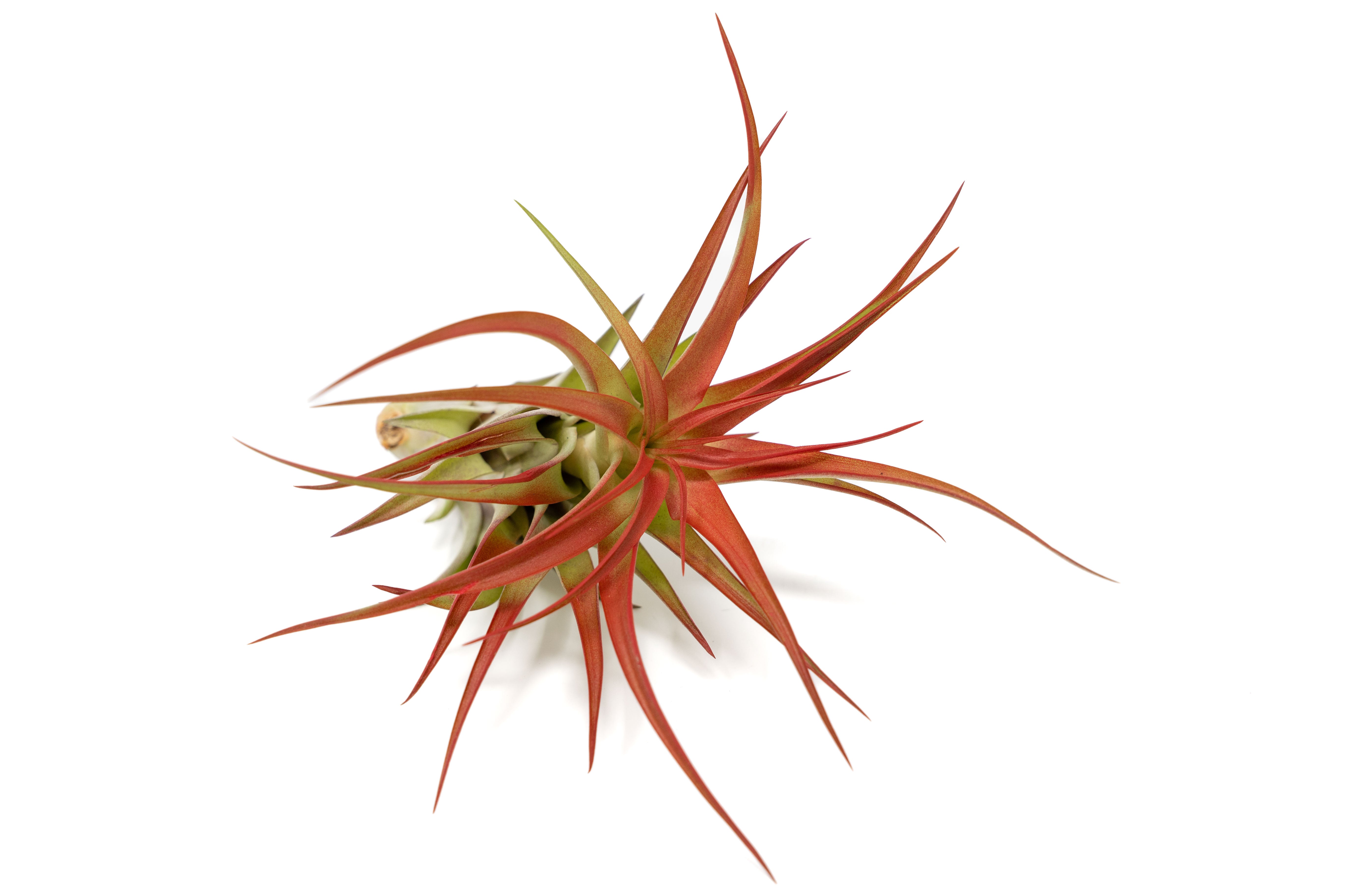 Large Tillandsia Red Abdita Air Plants / 5-6 Inch Plants-wholesale-The Succulent Source