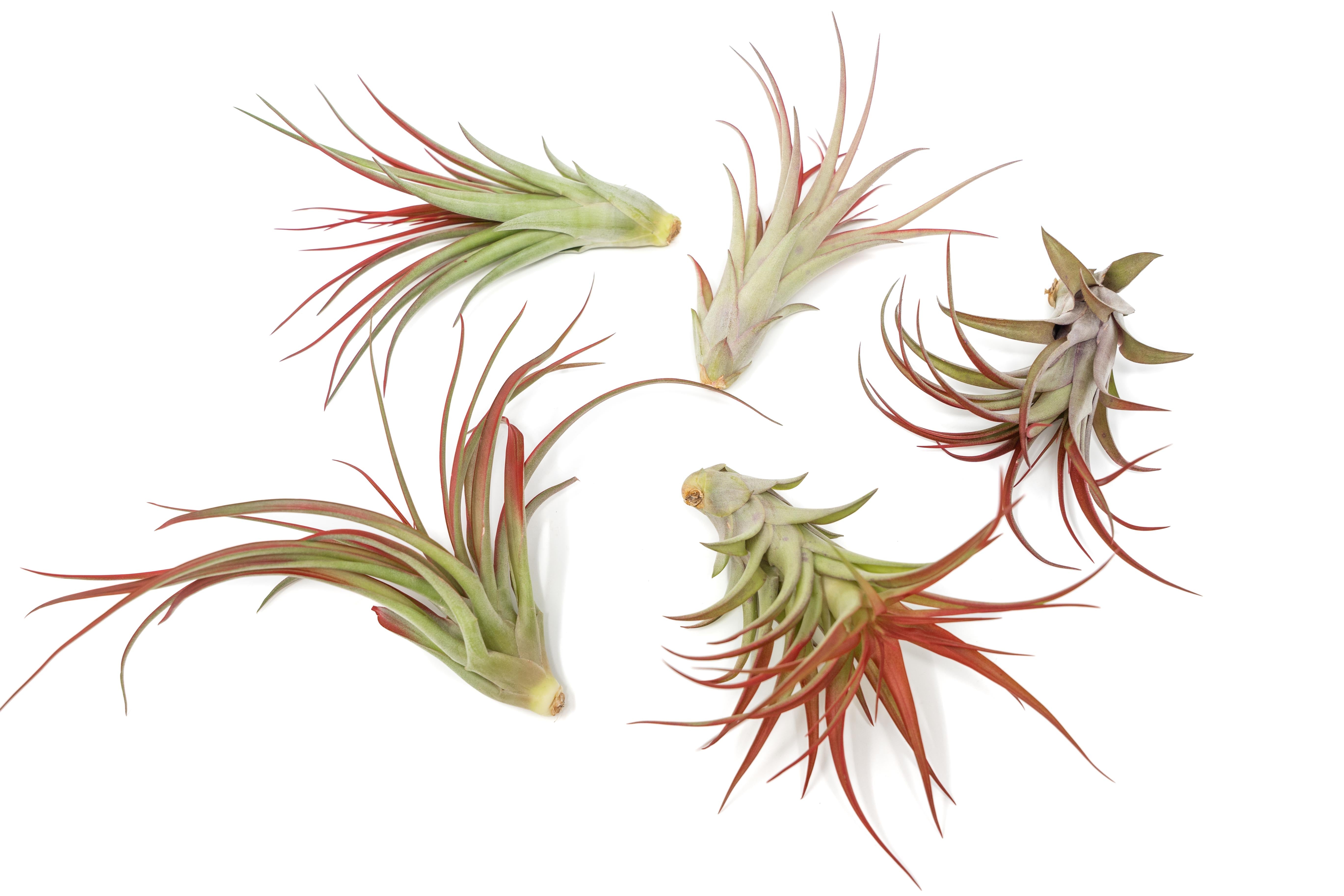 Large Tillandsia Red Abdita Air Plants / 5-6 Inch Plants-wholesale-The Succulent Source