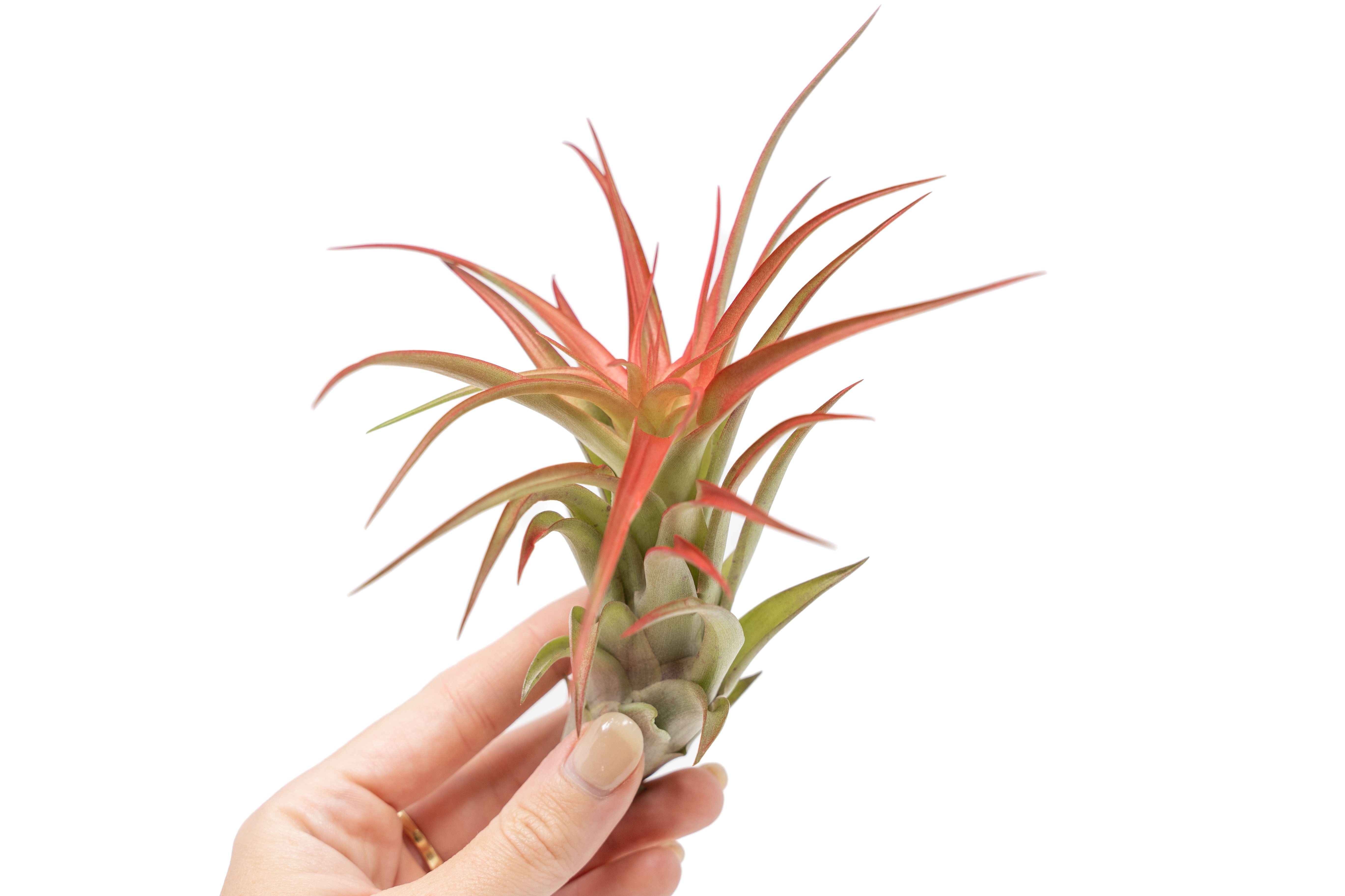 Large Tillandsia Red Abdita Air Plants / 5-6 Inch Plants-wholesale-The Succulent Source