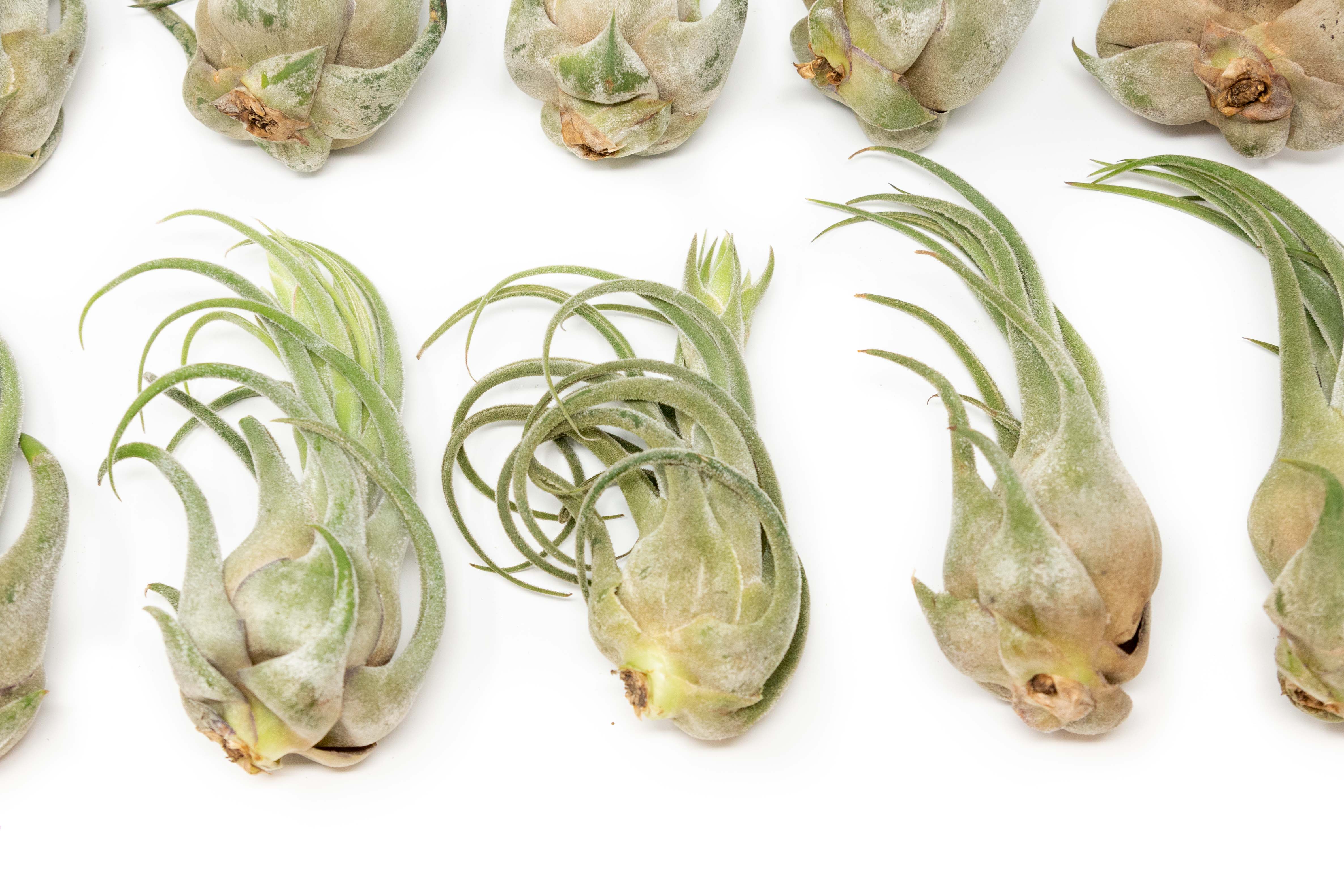 Large Tillandsia Seleriana Air Plants / 6-8 Inch Plants-Wholesale-The Succulent Source