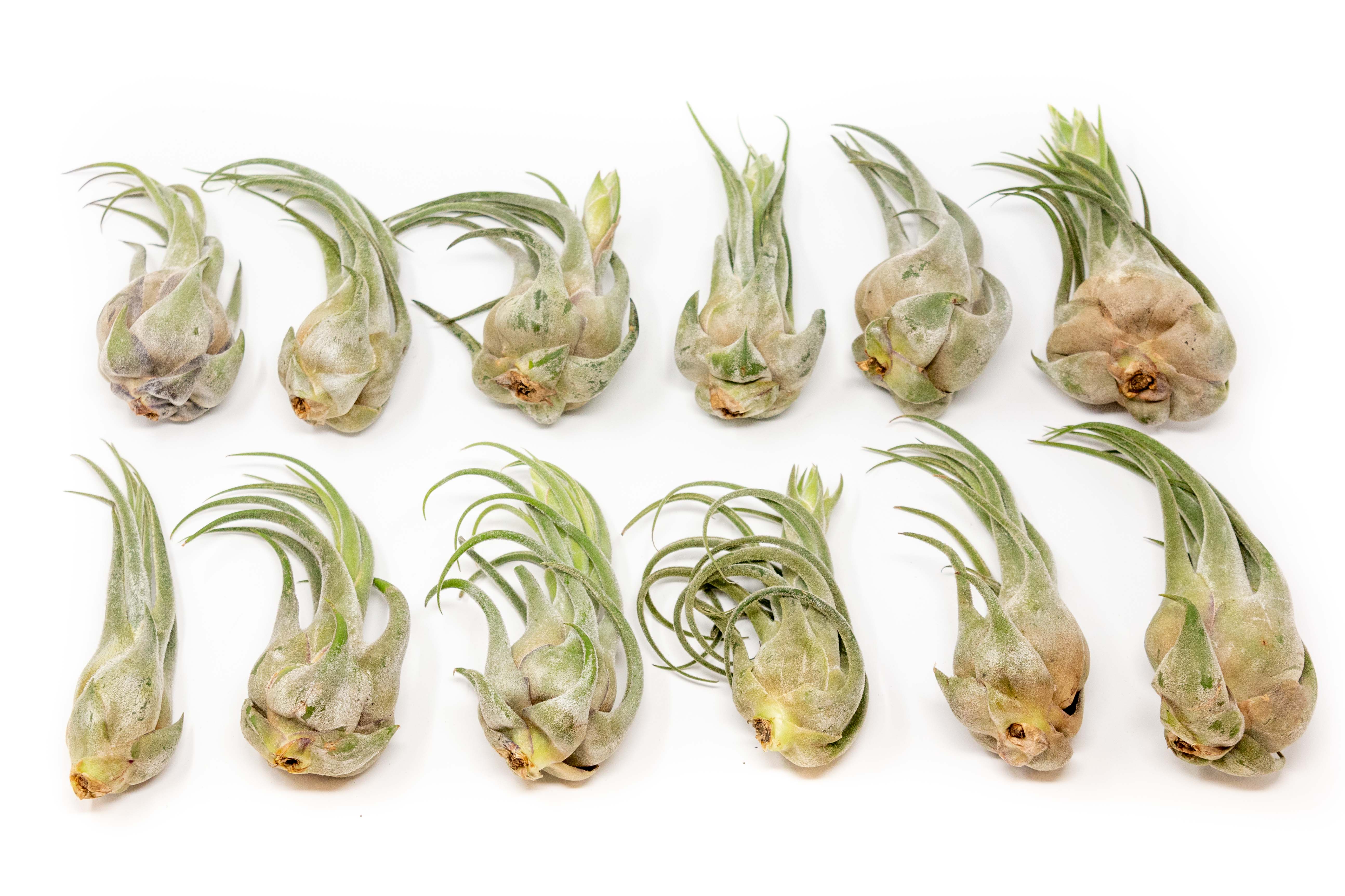 Large Tillandsia Seleriana Air Plants / 6-8 Inch Plants-Wholesale-The Succulent Source