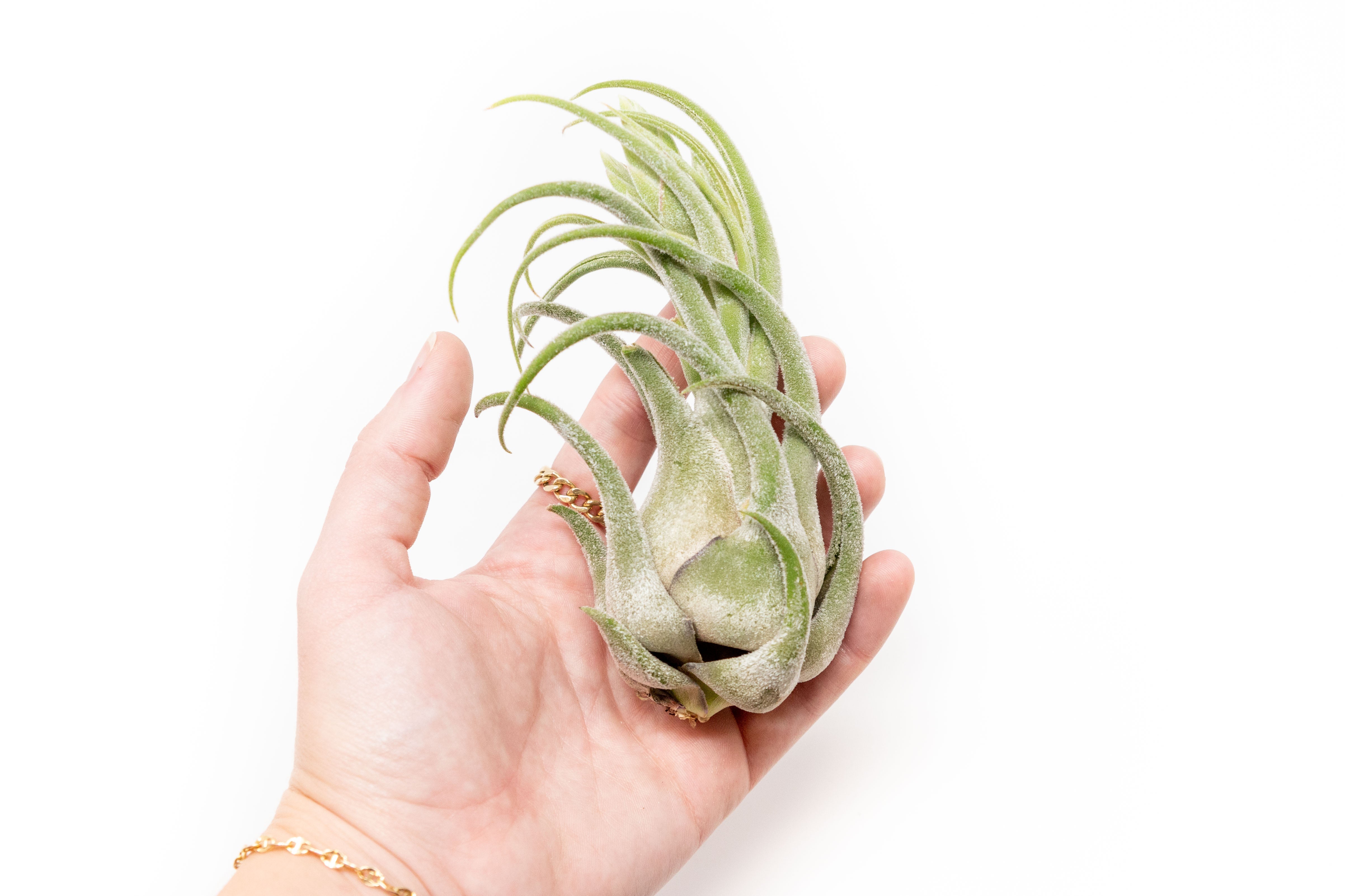 Large Tillandsia Seleriana Air Plants / 6-8 Inch Plants-Wholesale-The Succulent Source