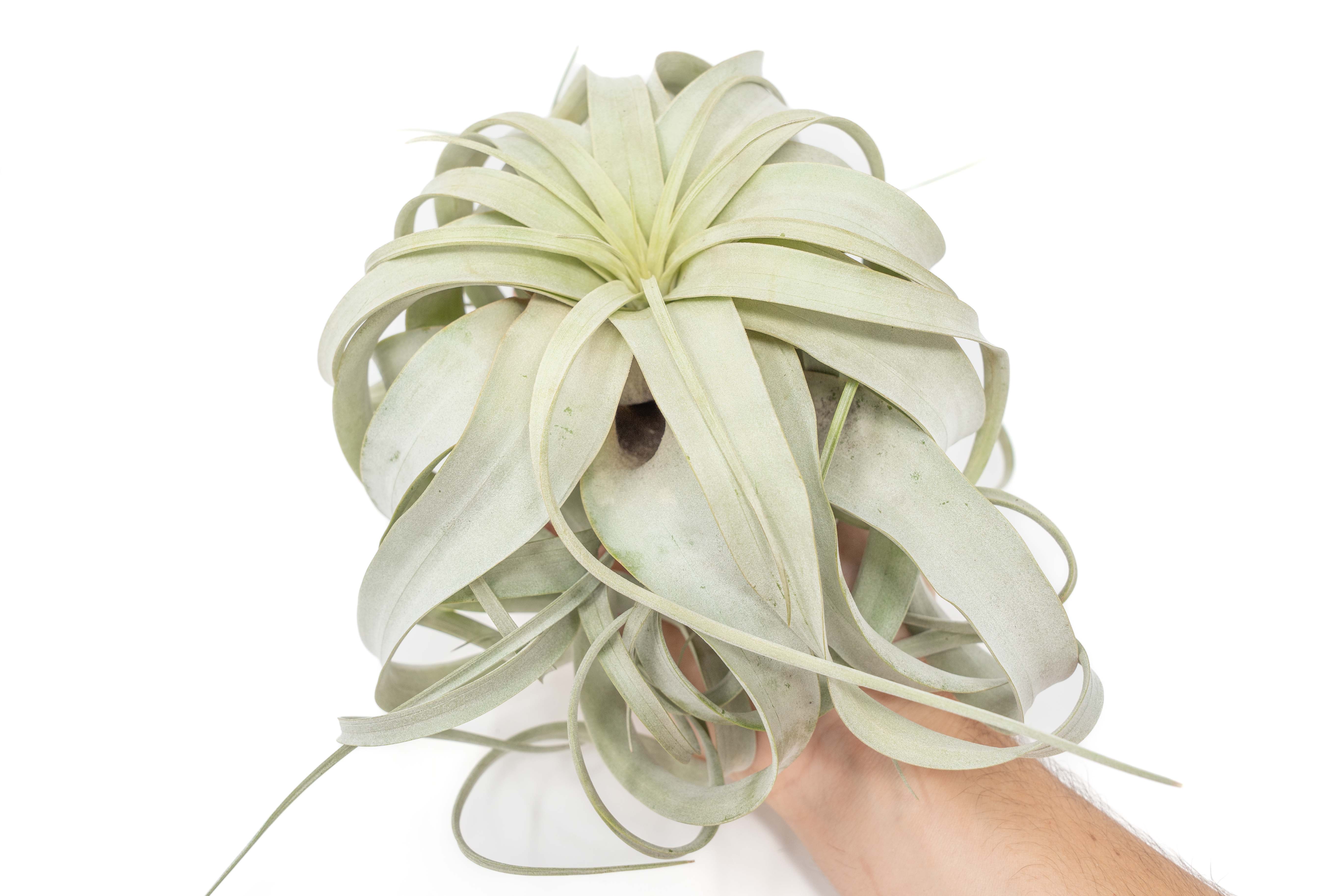 Large Tillandsia Xerographica + 1 Year Air Plant Fertilizer Pack-airplant-The Succulent Source