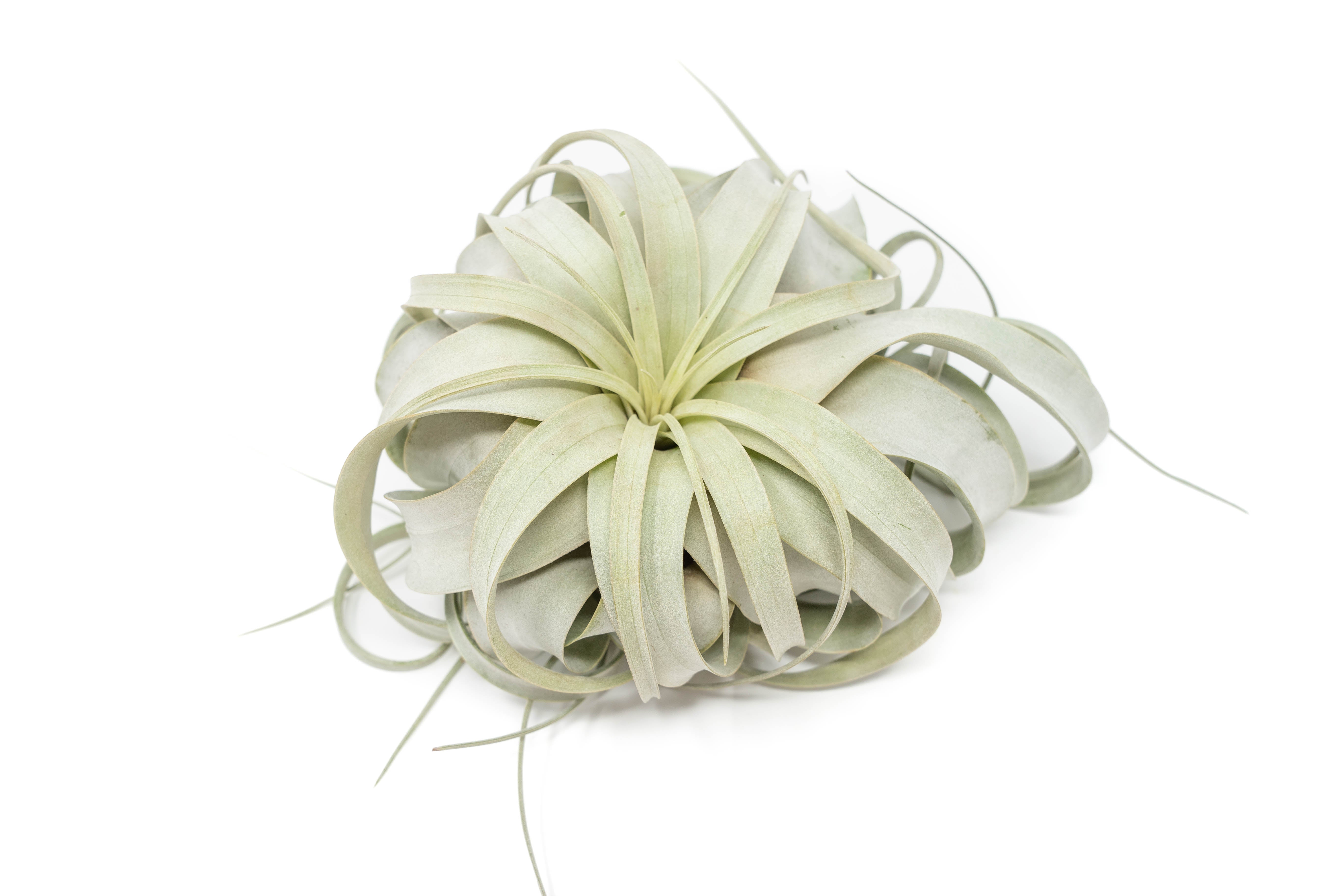 Large Tillandsia Xerographica + 1 Year Air Plant Fertilizer Pack-airplant-The Succulent Source