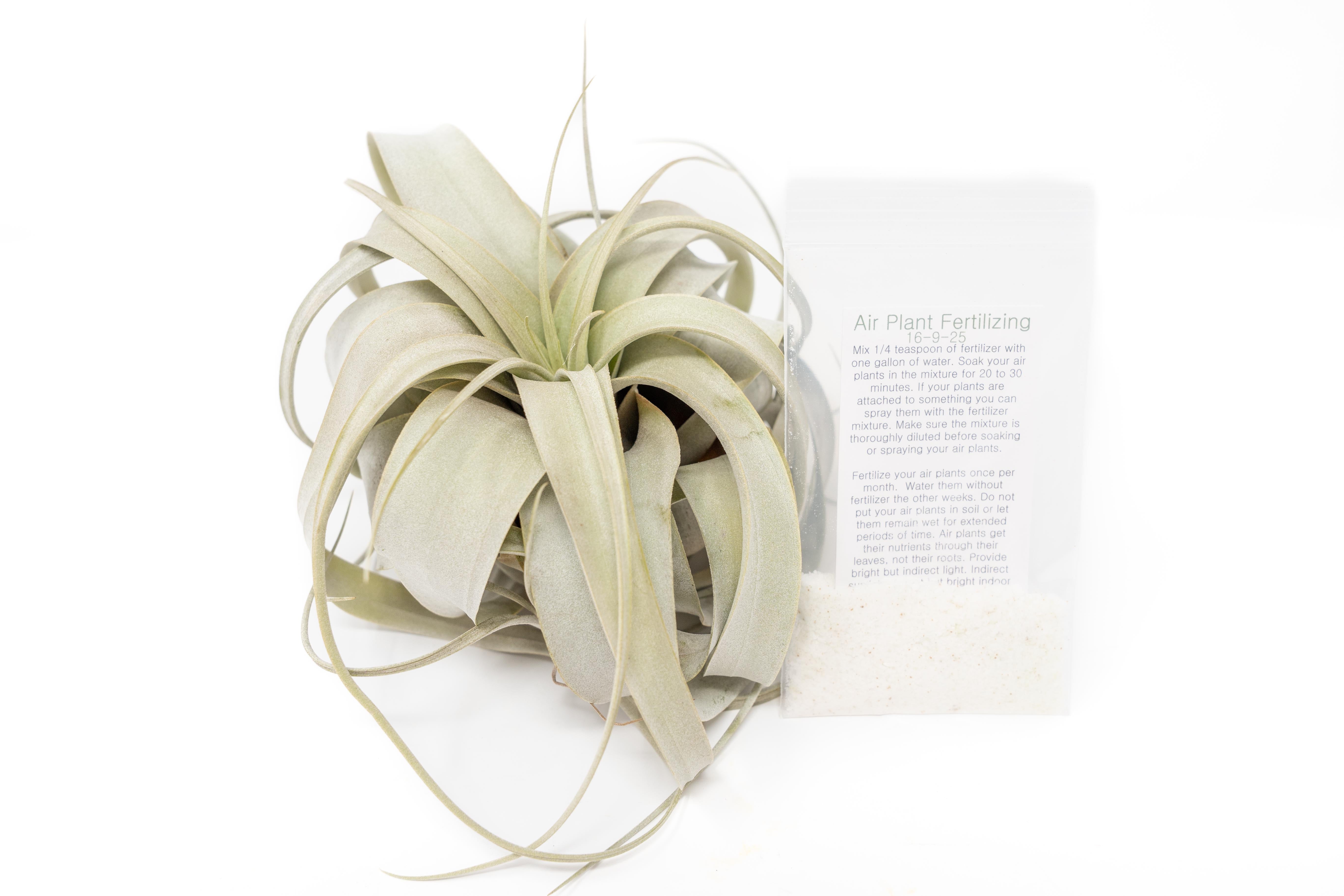 Large Tillandsia Xerographica + 1 Year Air Plant Fertilizer Pack-airplant-The Succulent Source