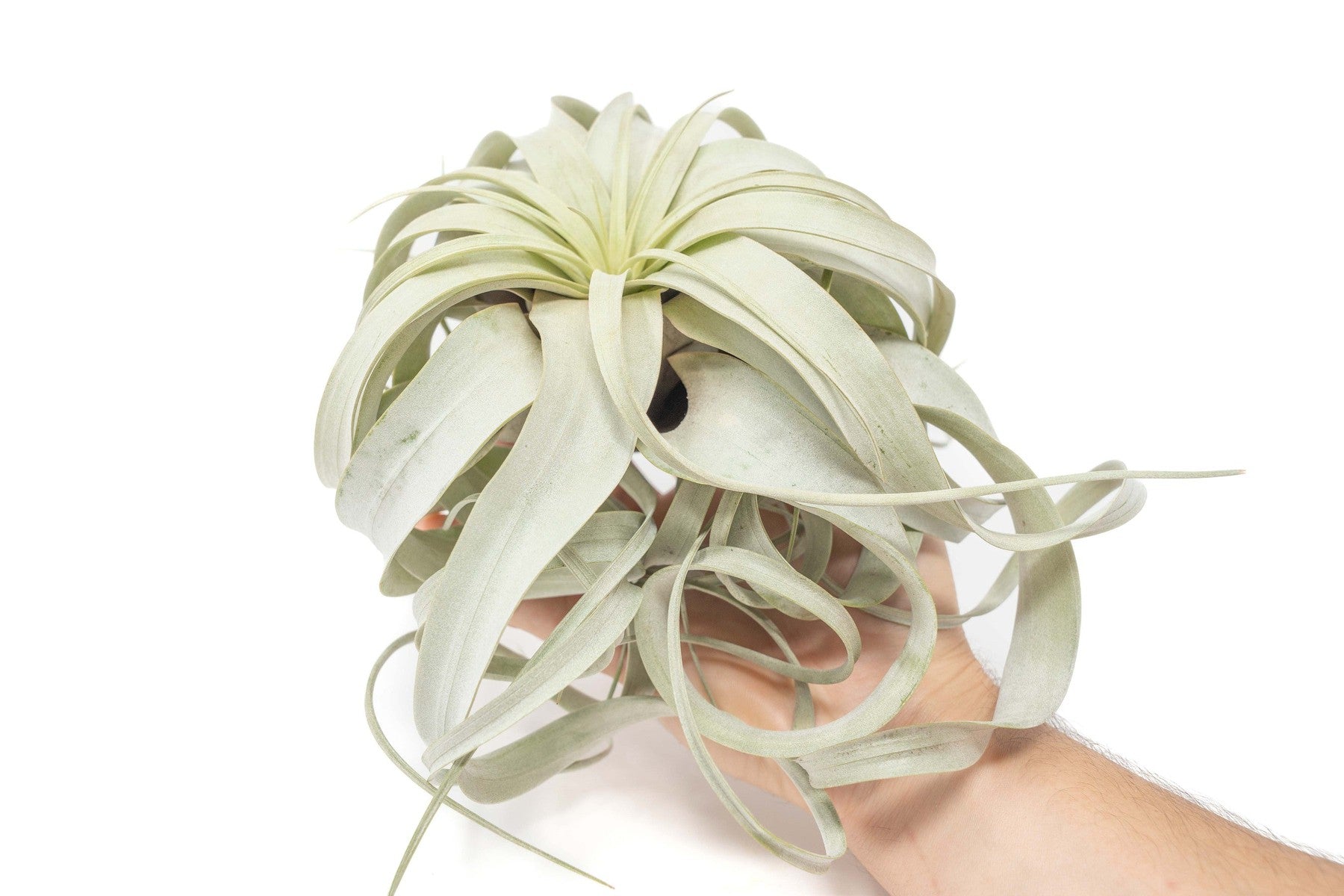 Large Tillandsia Xerographica / 6-8 Inches Wide-airplant-The Succulent Source