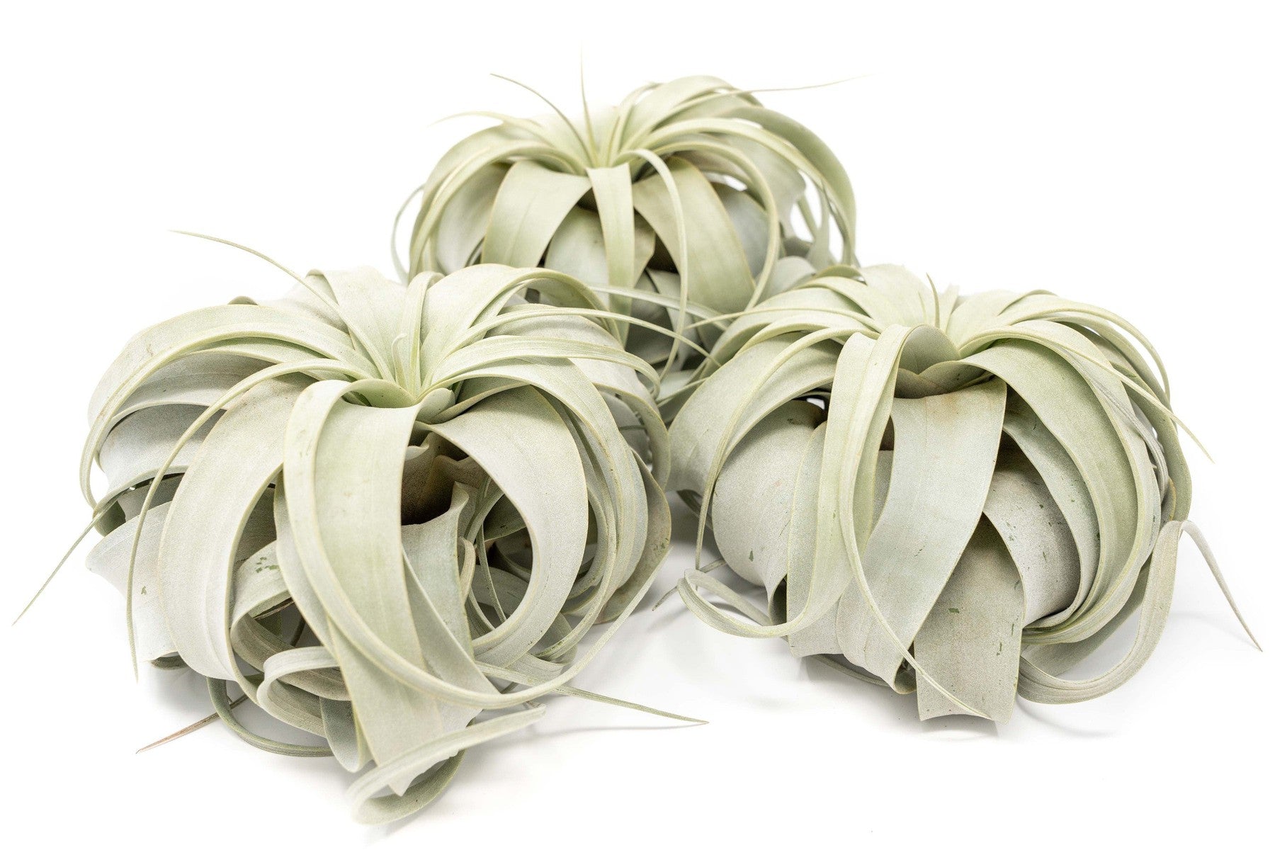 Large Tillandsia Xerographica / 6-8 Inches Wide-airplant-The Succulent Source