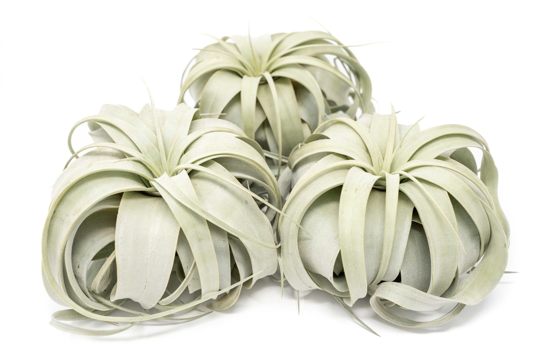 Large Tillandsia Xerographica / 6-8 Inches Wide-airplant-The Succulent Source