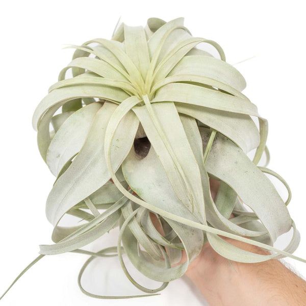 Tillandsia Succulent Form 速達発送 Large Tillandsia Xerographica / 6-8 Inches Wide