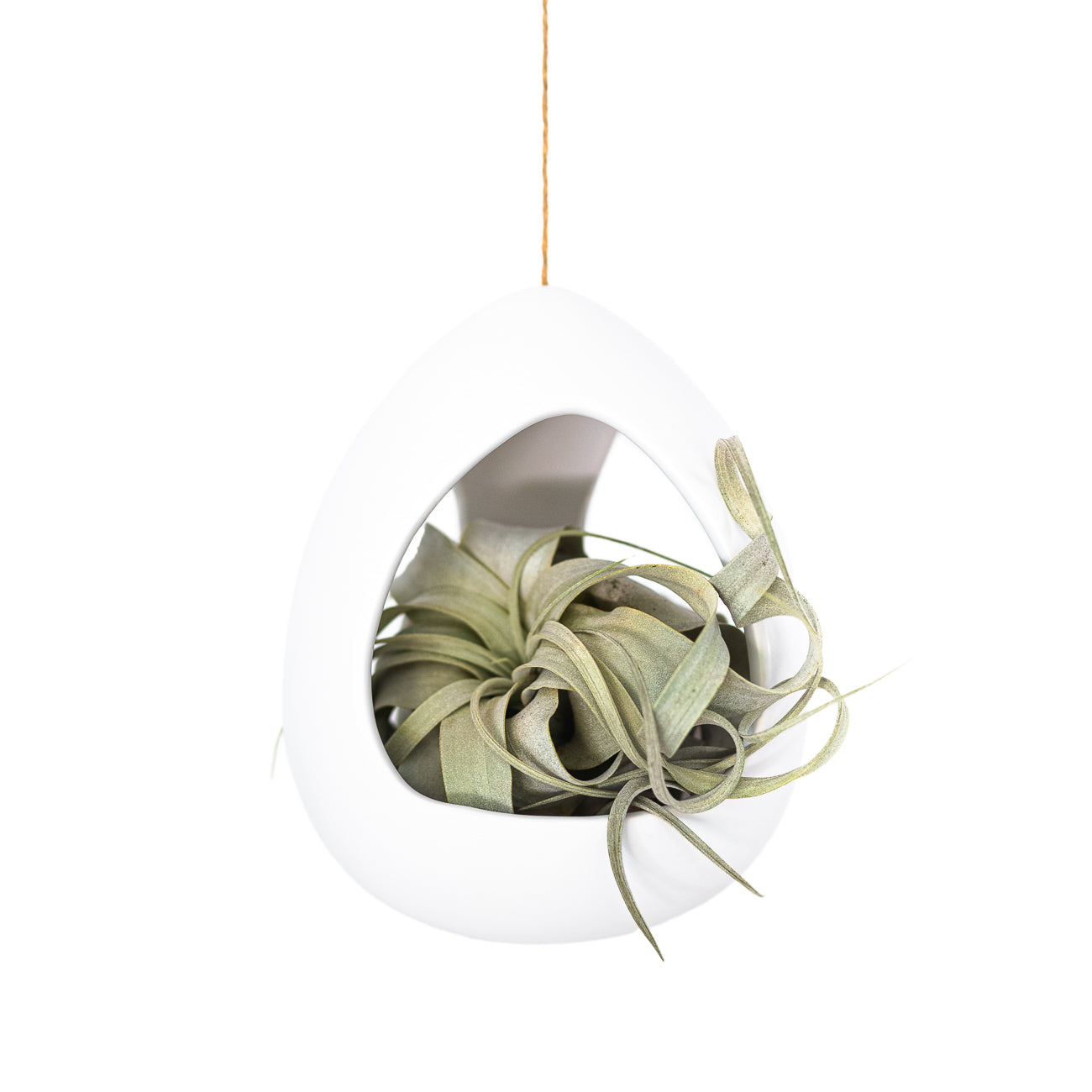 Large White Ceramic Hanging Pod with Tillandsia Xerographica-terrarium-The Succulent Source