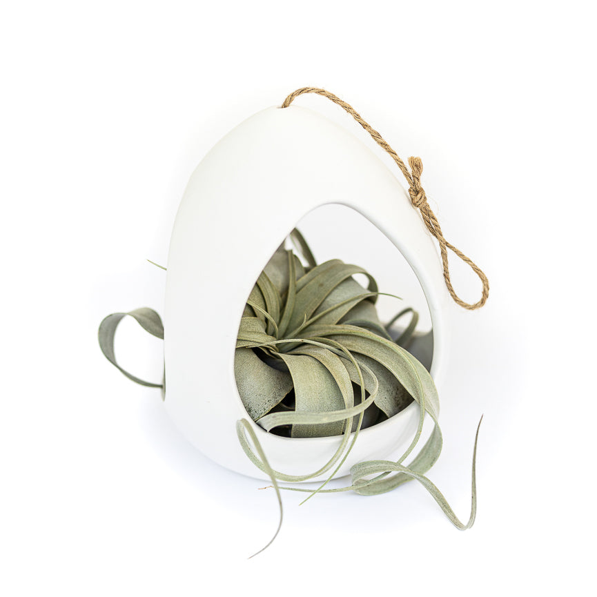 Large White Ceramic Hanging Pod with Tillandsia Xerographica-terrarium-The Succulent Source