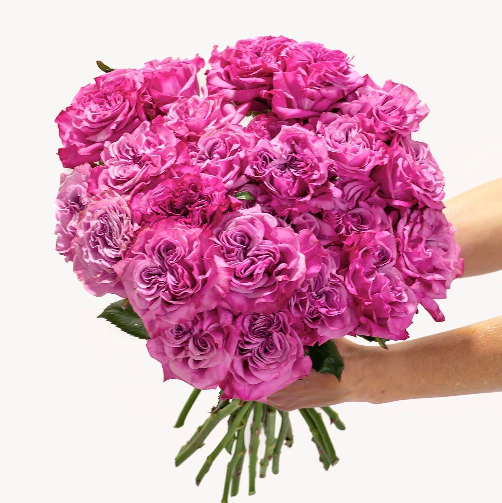 Lavender Fizz-The Succulent Source