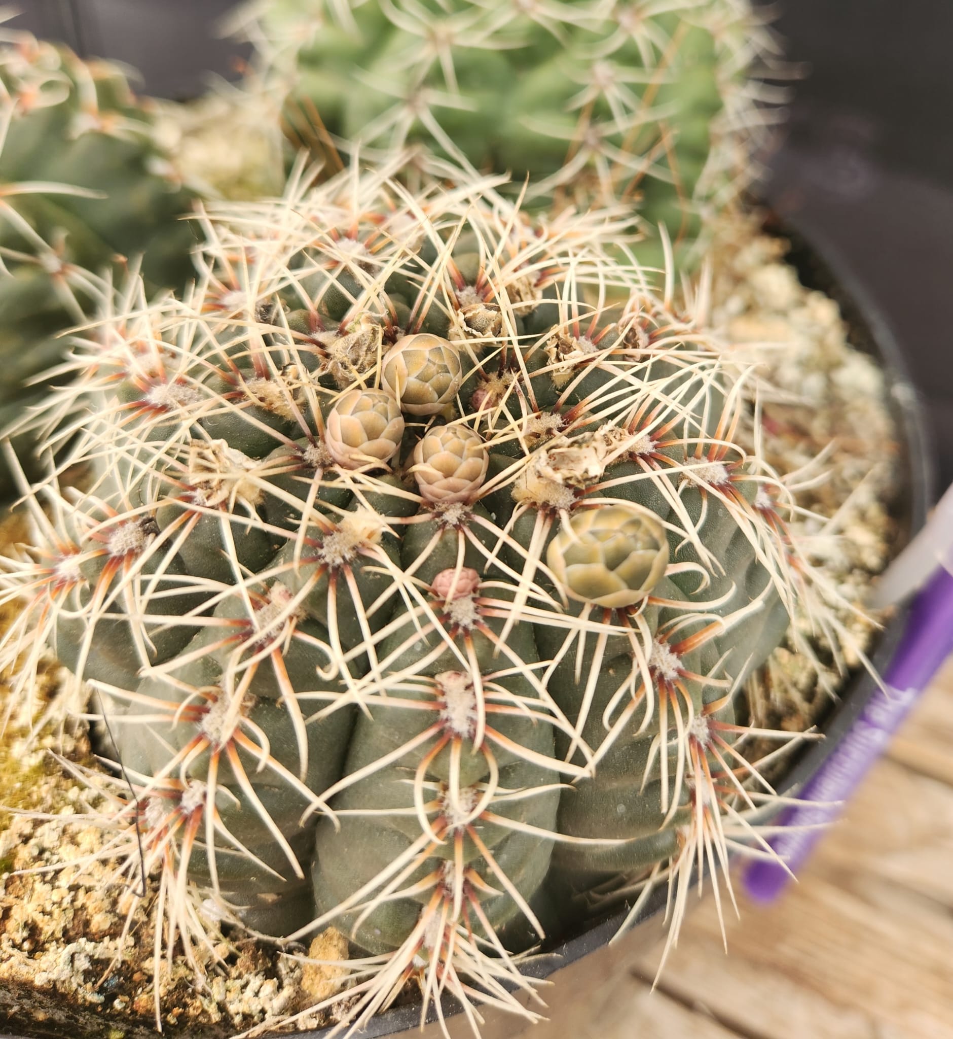 Leah's Special 8" Chin Cactus (gymnocalycium baldianum) AND 8" Un Pico-Cactus - Large-The Succulent Source