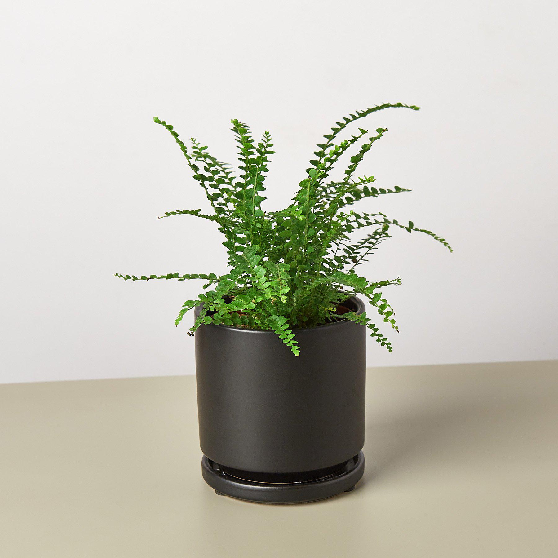 Lemon Button Fern-Indoor Plants-The Succulent Source