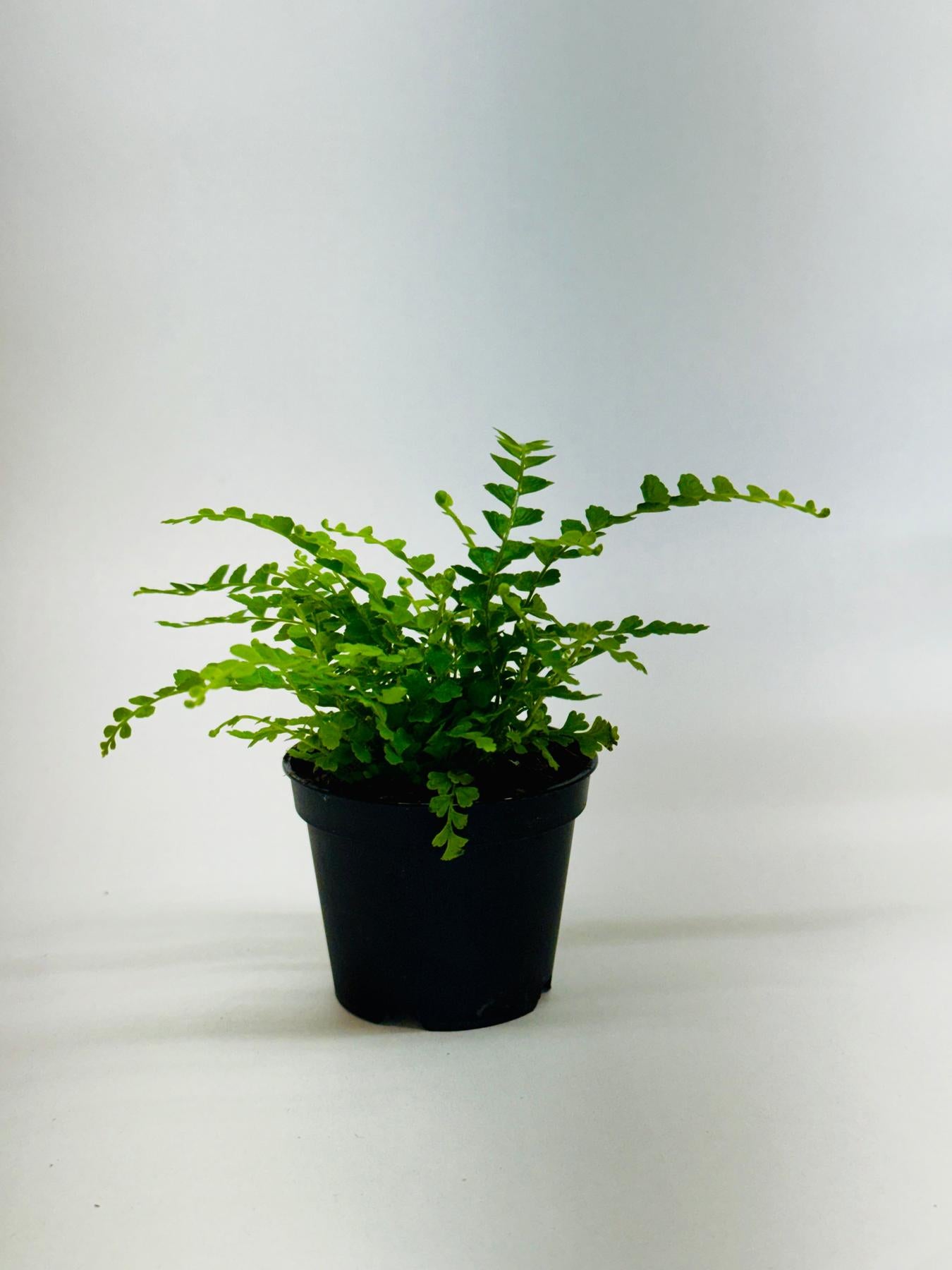Lemon Button Fern-Indoor Plants-The Succulent Source