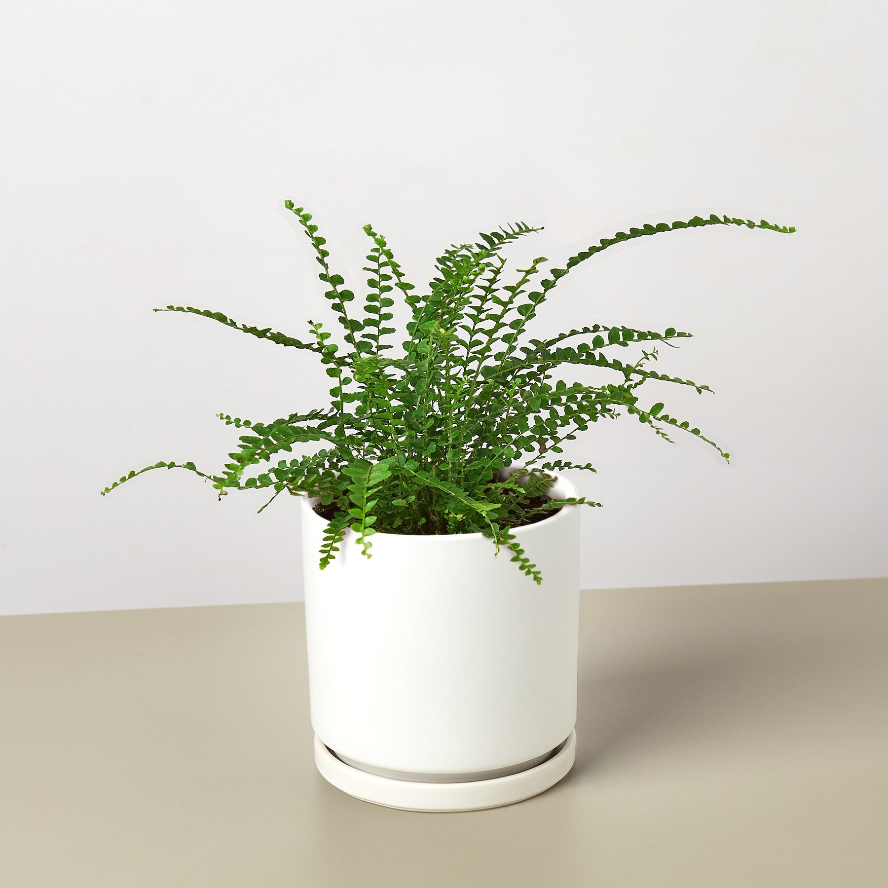 Lemon Button Fern-Indoor Plants-The Succulent Source