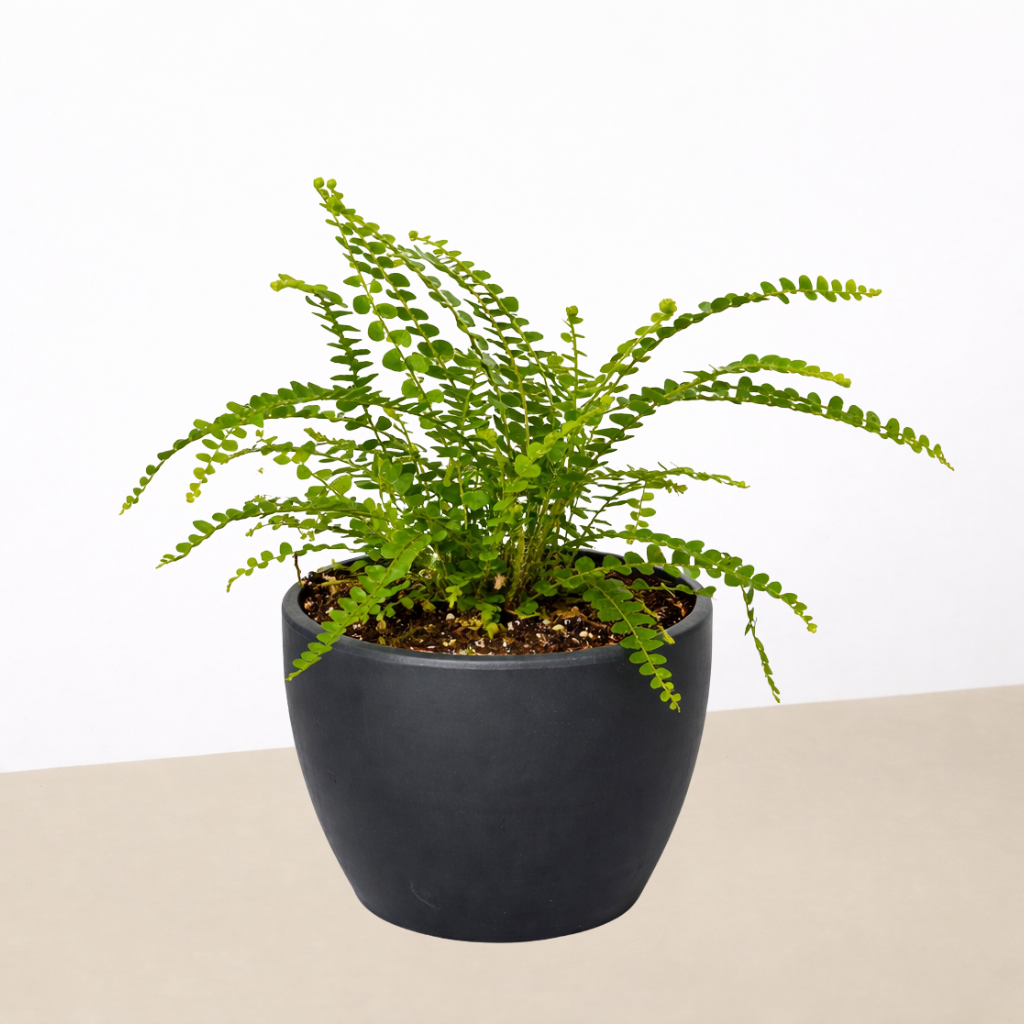 Lemon Button Fern-Indoor Plants-The Succulent Source