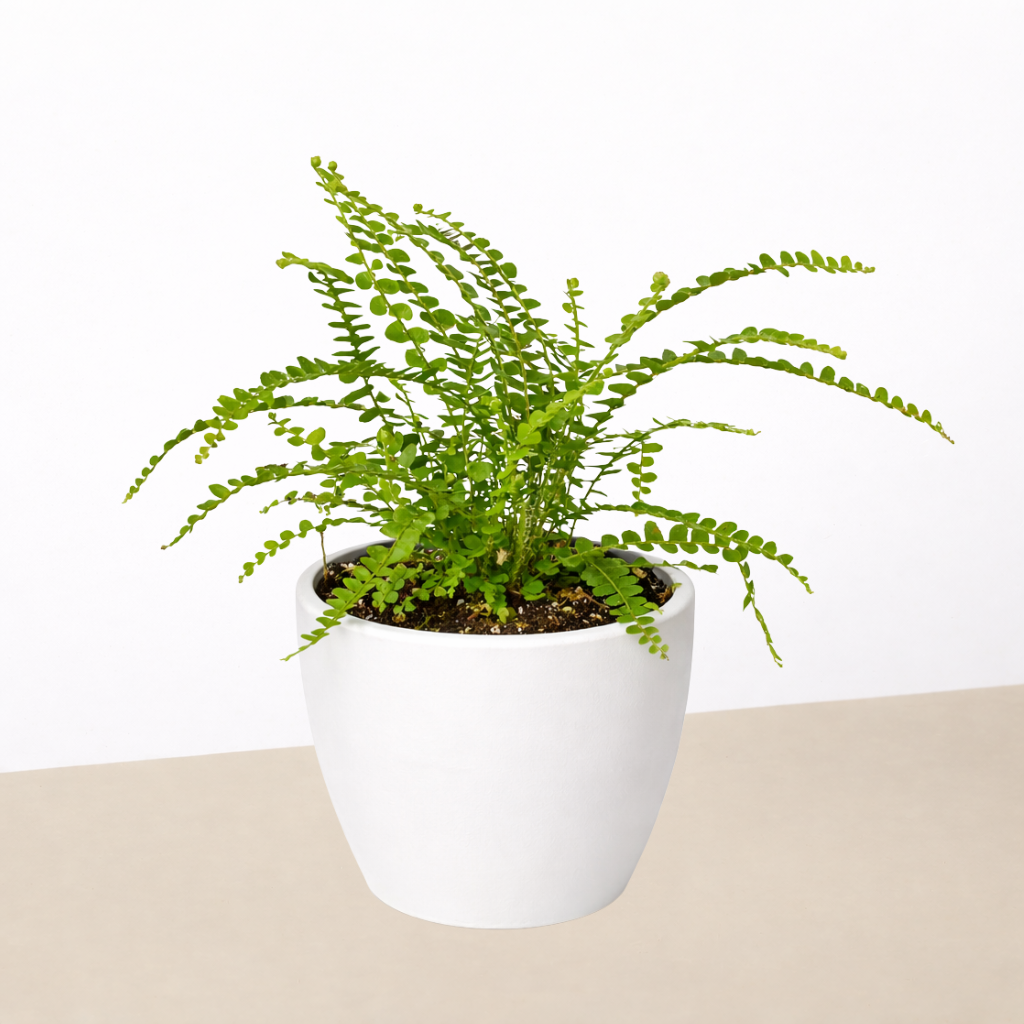 Lemon Button Fern-Indoor Plants-The Succulent Source