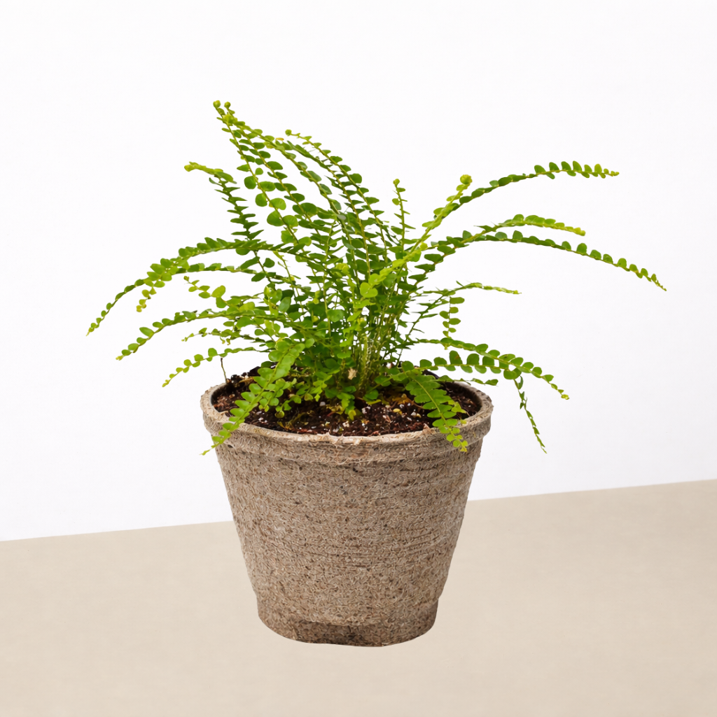 Lemon Button Fern-Indoor Plants-The Succulent Source