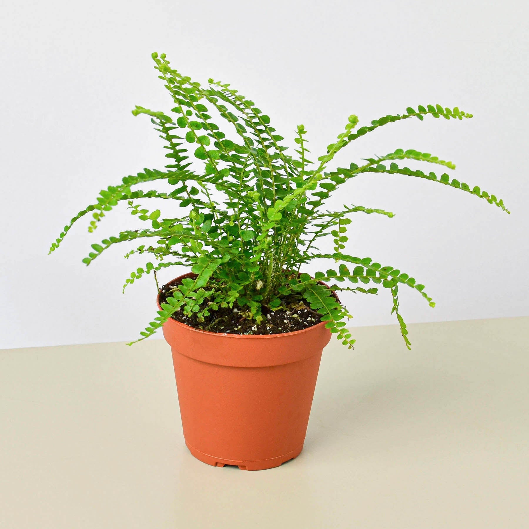Lemon Button Fern-Indoor Plants-The Succulent Source