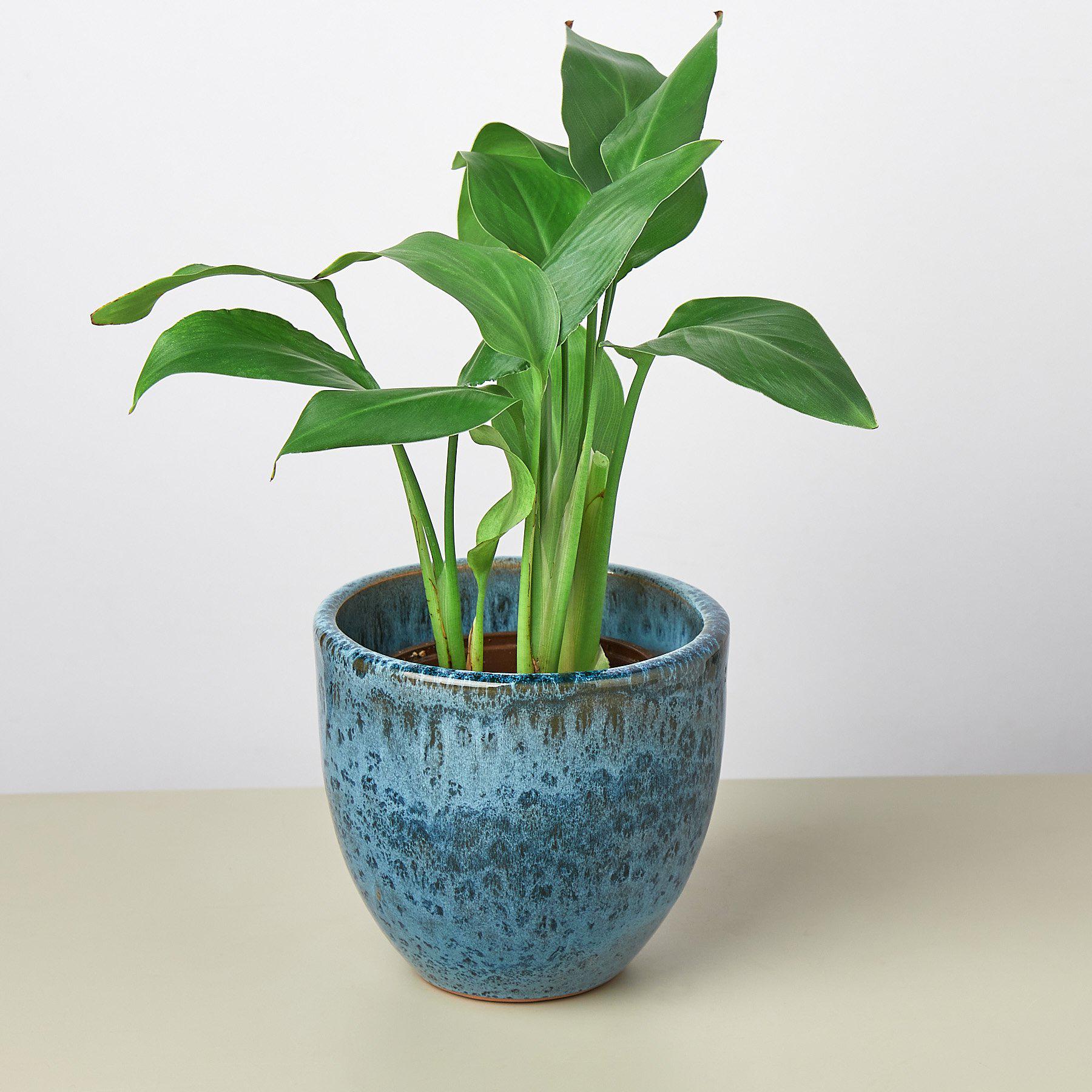 Liberty Bell Planter-Default-The Succulent Source