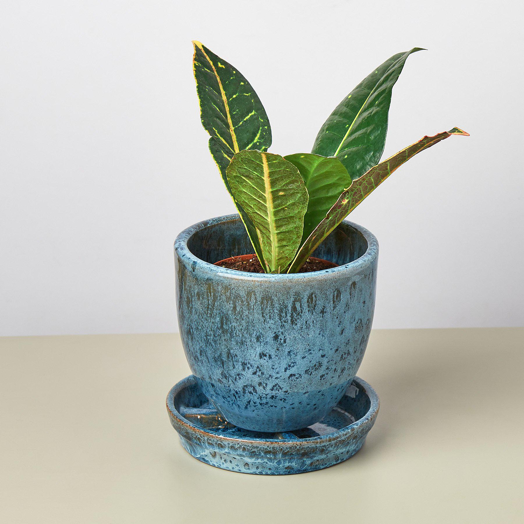 Liberty Bell Planter-Default-The Succulent Source
