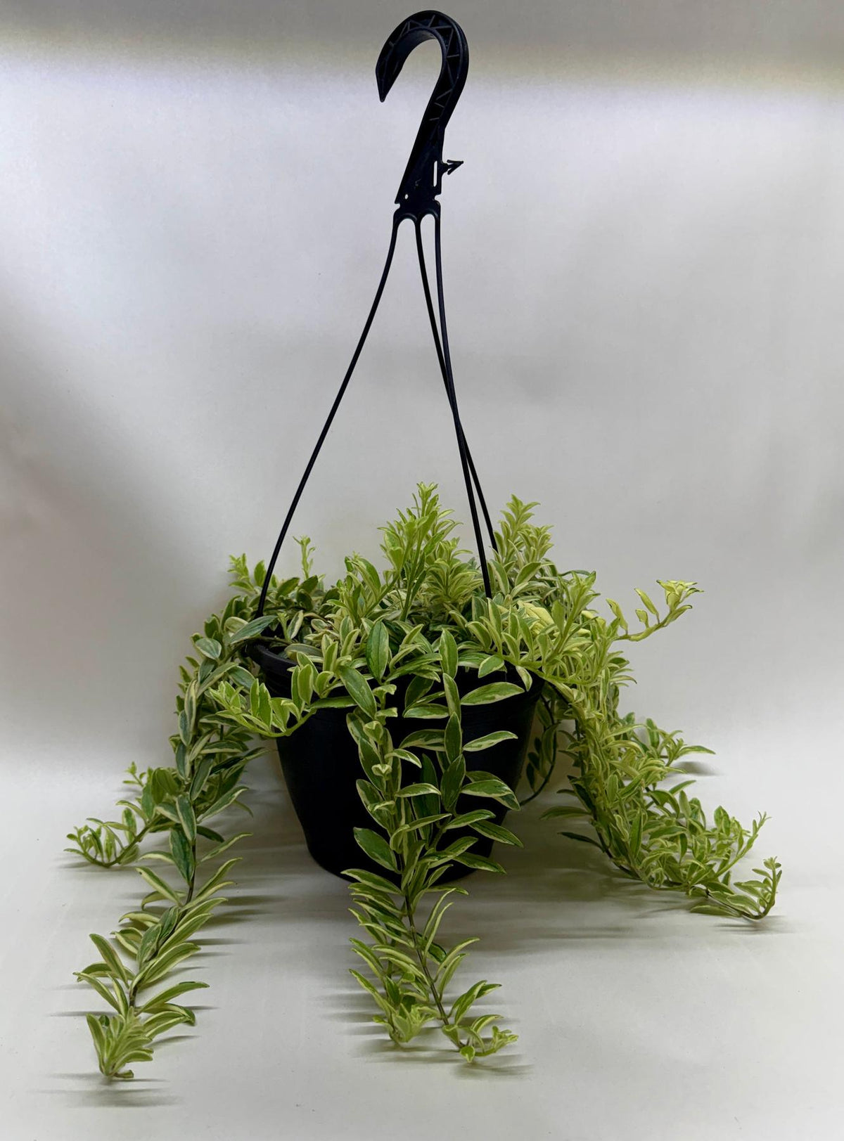 Lipstick 'Bolero Bicolore'-4" Plant-The Succulent Source