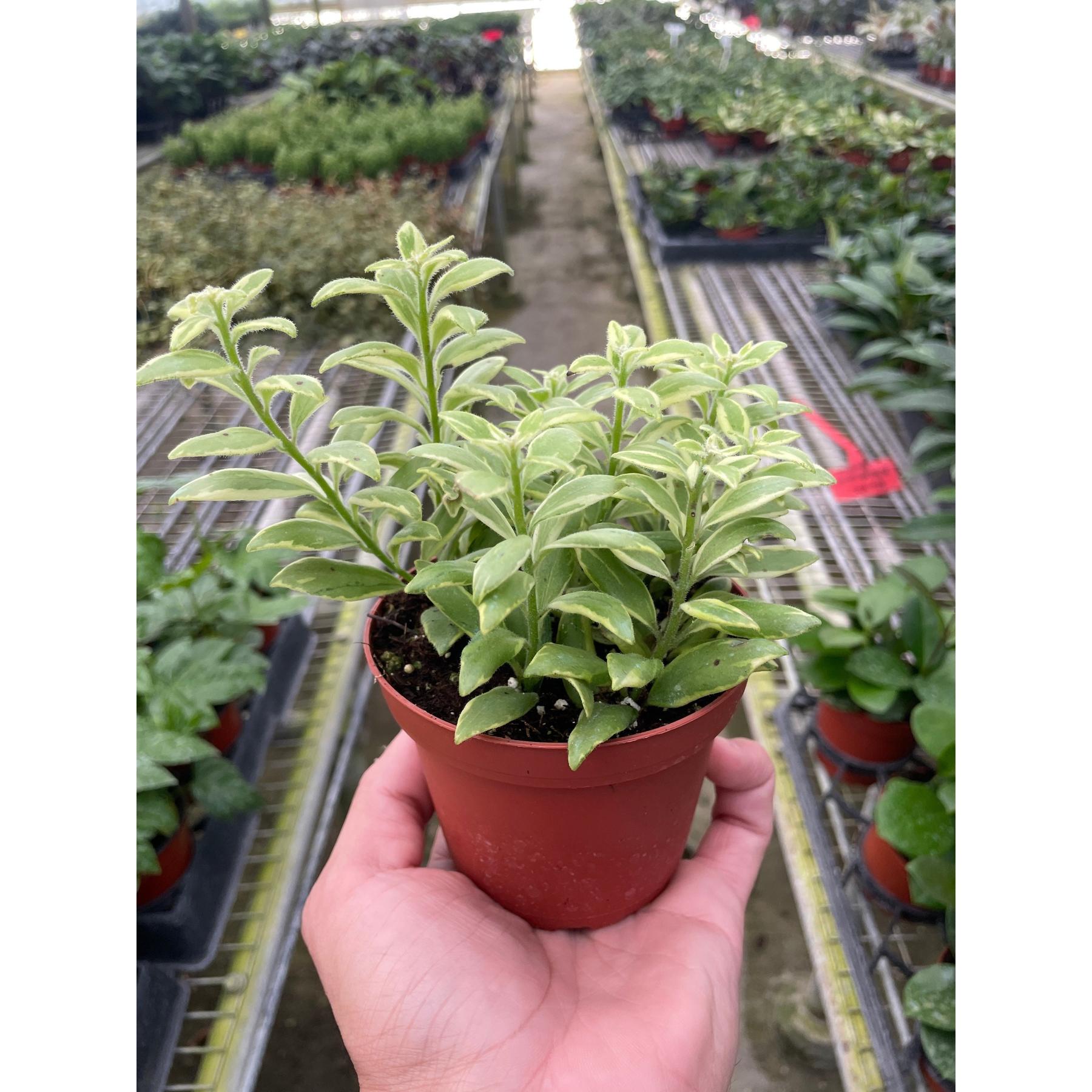 Lipstick 'Bolero Bicolore'-4" Plant-The Succulent Source