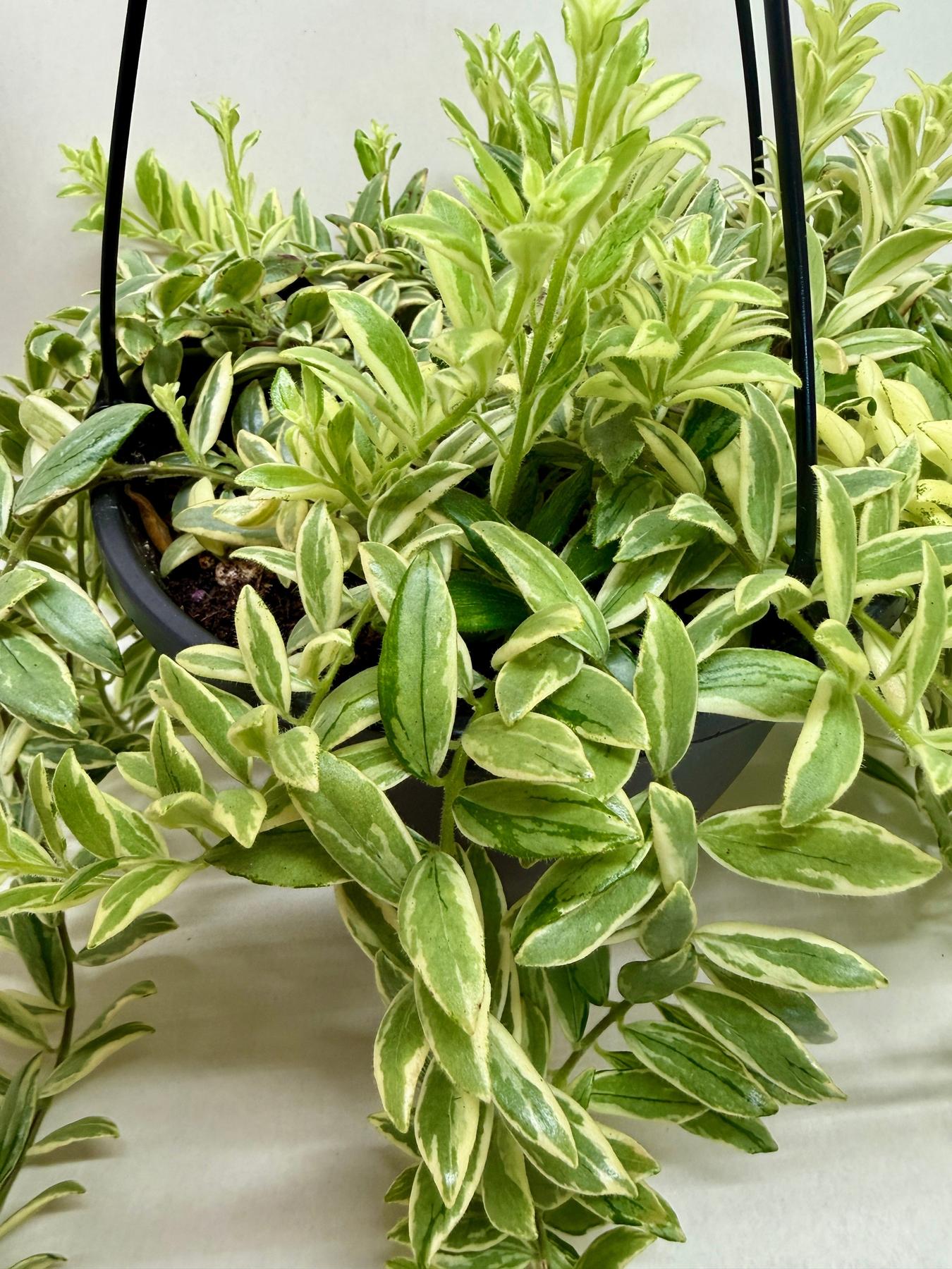 Lipstick 'Bolero Bicolore'-4" Plant-The Succulent Source