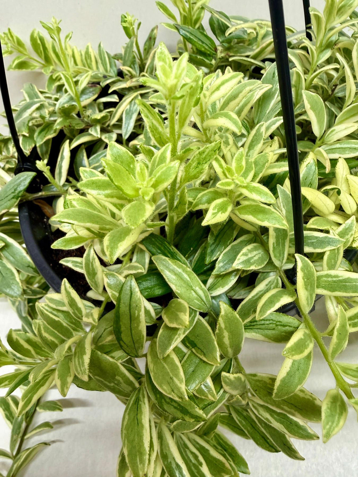 Lipstick 'Bolero Bicolore'-4" Plant-The Succulent Source