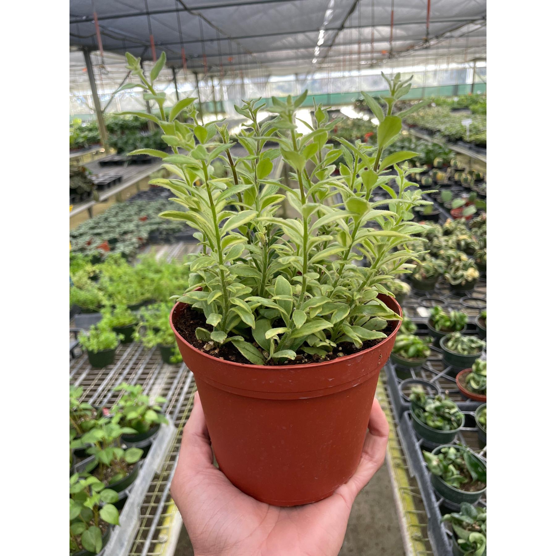 Lipstick 'Bolero Bicolore'-4" Plant-The Succulent Source