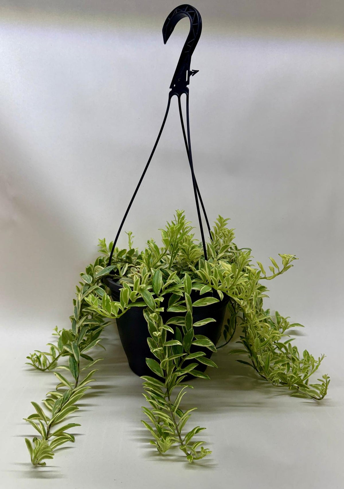 Lipstick 'Bolero Bicolore'-4" Plant-The Succulent Source