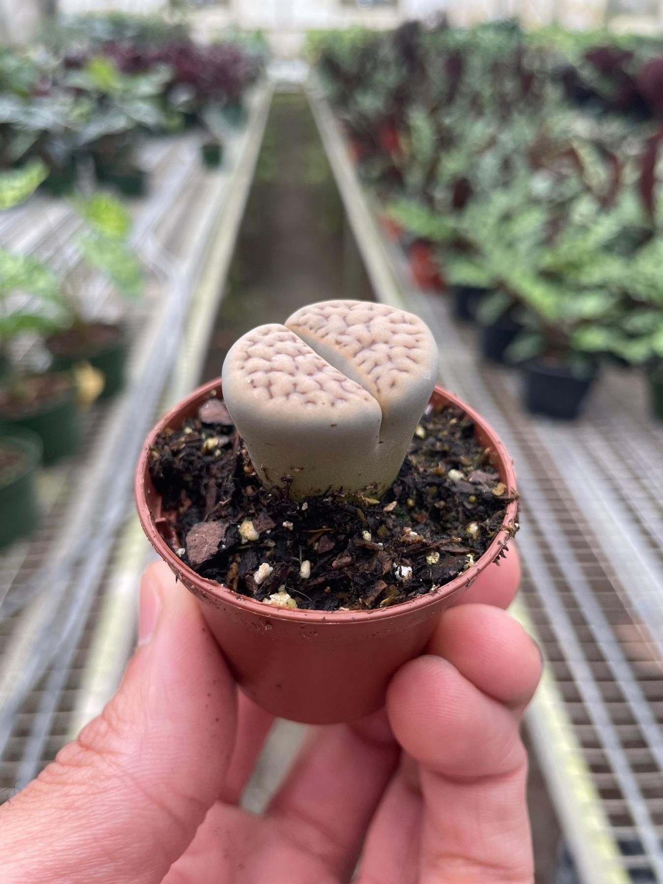 Lithop Living Stone-Indoor Plants-The Succulent Source