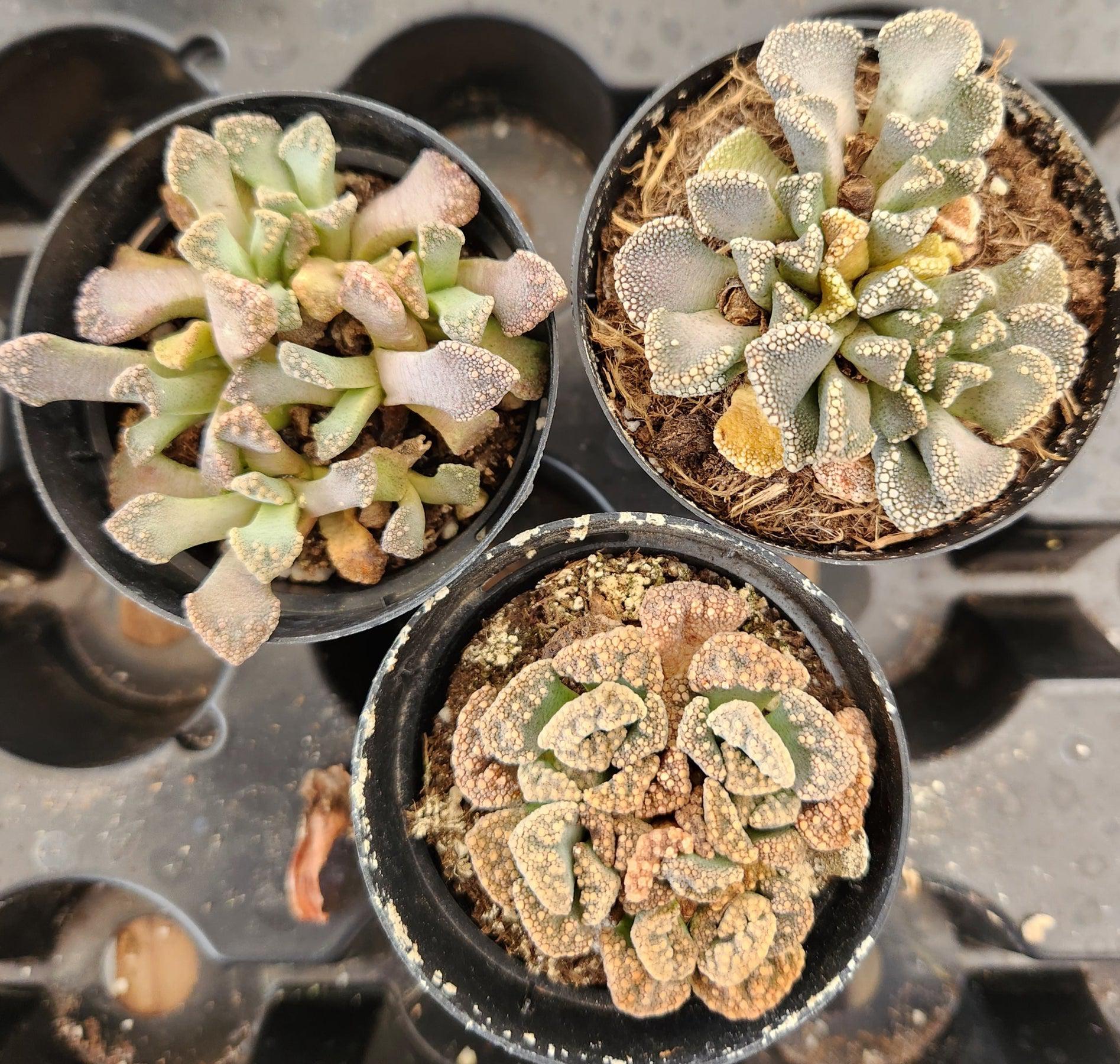 lithops succulents for sale Lithops Mesembs & Mimicry Succulents one Mesemb rotating based on availability 2.5"