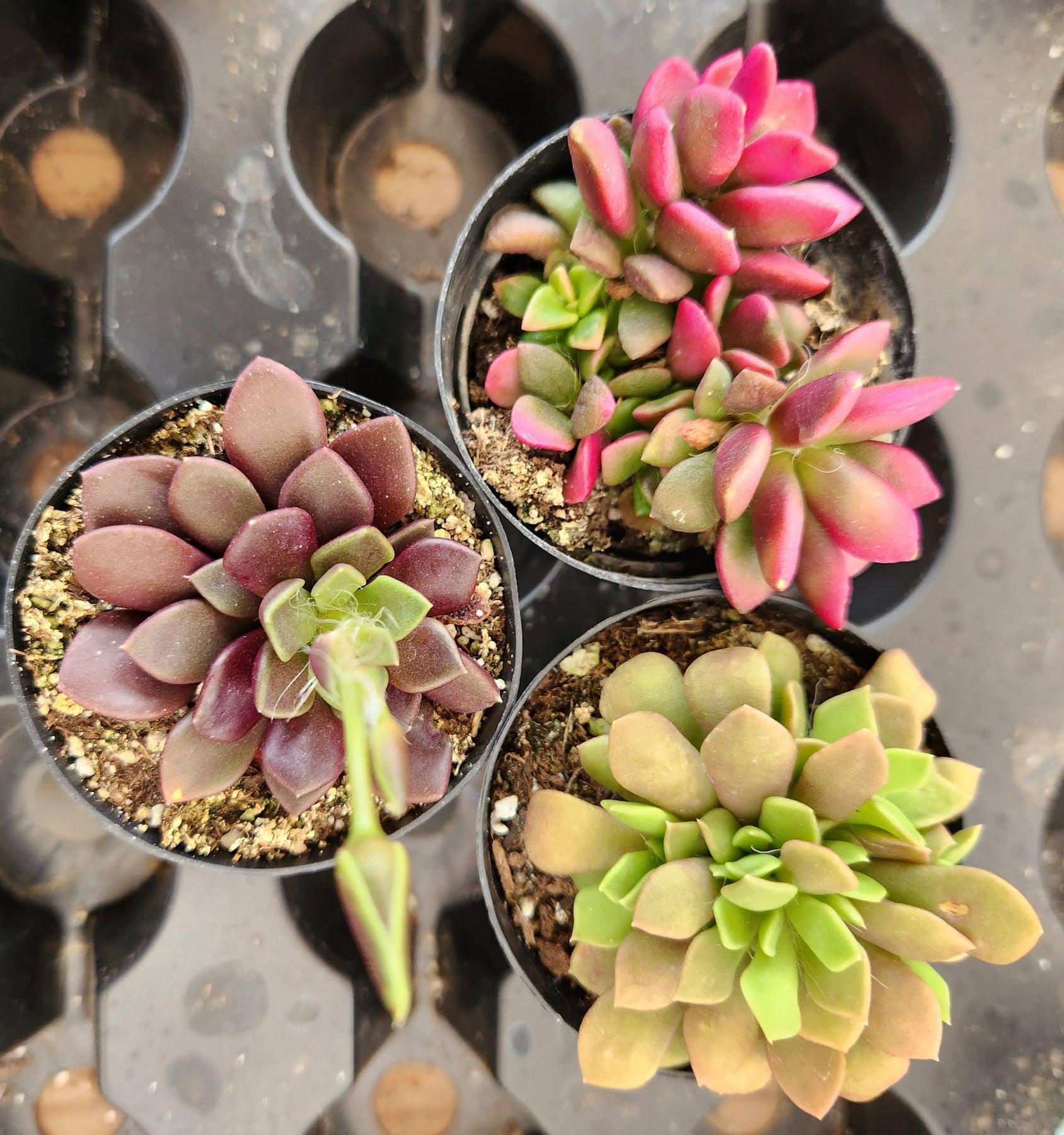 Lithops Mesembs & Mimicry Succulents-Succulent - Small-The Succulent Source