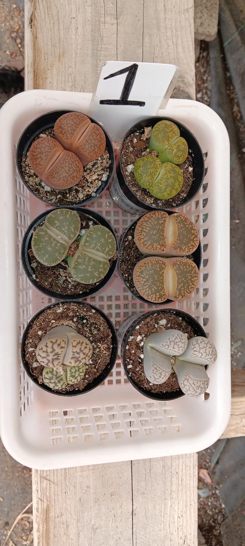 Lithops Mesembs & Mimicry Succulents-Succulent - Small-The Succulent Source