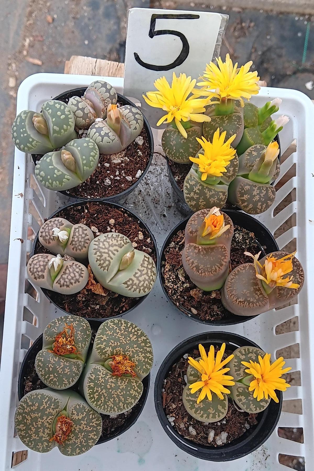 Lithops Mesembs & Mimicry Succulents-Succulent - Small-The Succulent Source